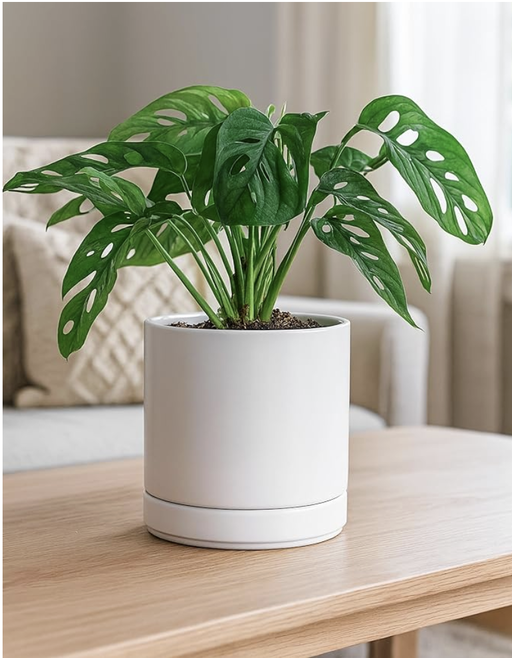 Minimalist Ceramic Planter Pots | Japandi Home Decor — photo 2