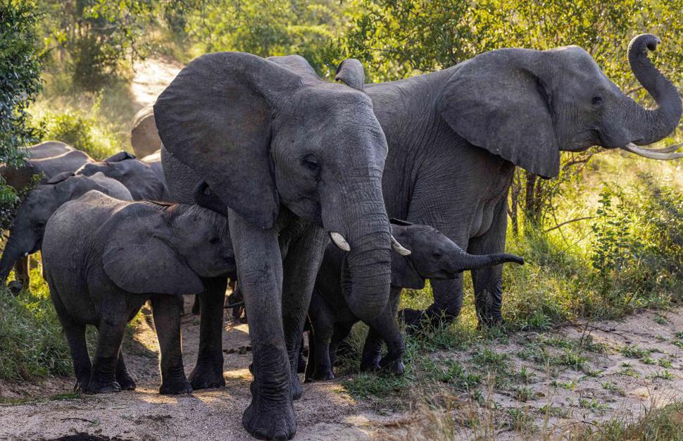 Ulusaba-Safari-Lodge-23.jpg