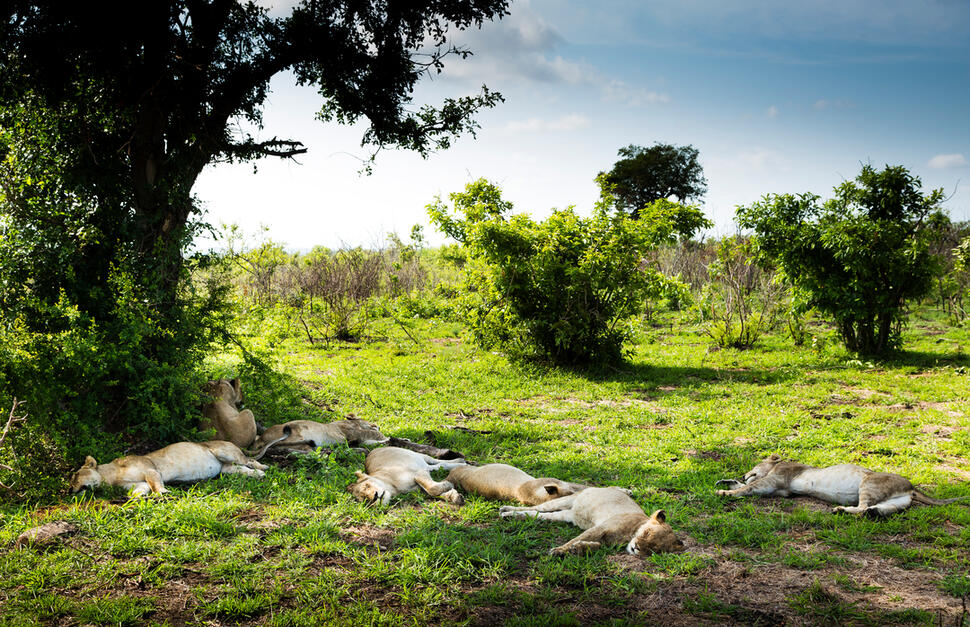 Ulusaba-Safari-Lodge-22.jpg