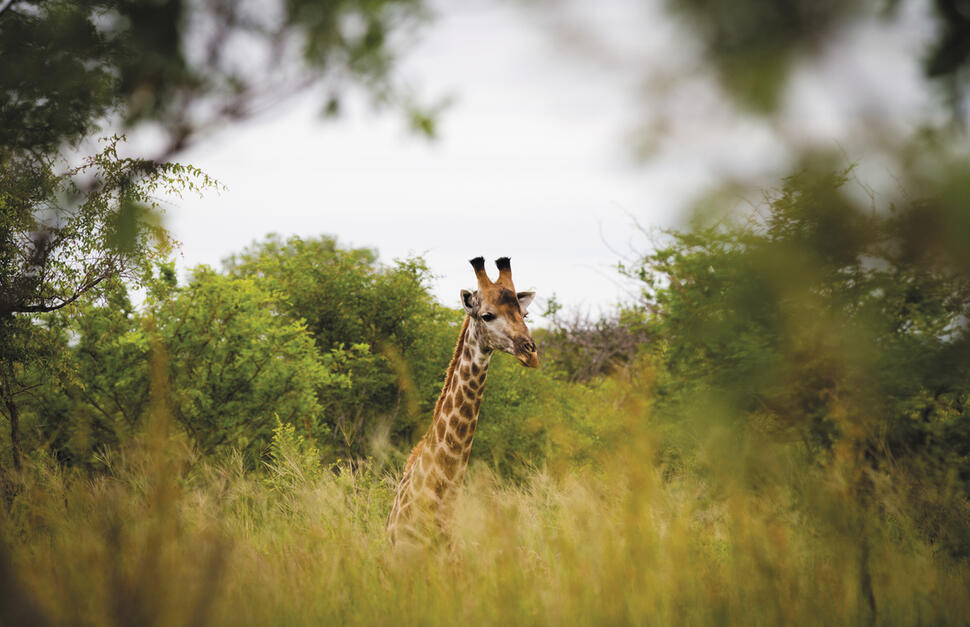 Ulusaba-Safari-Lodge-31.jpg