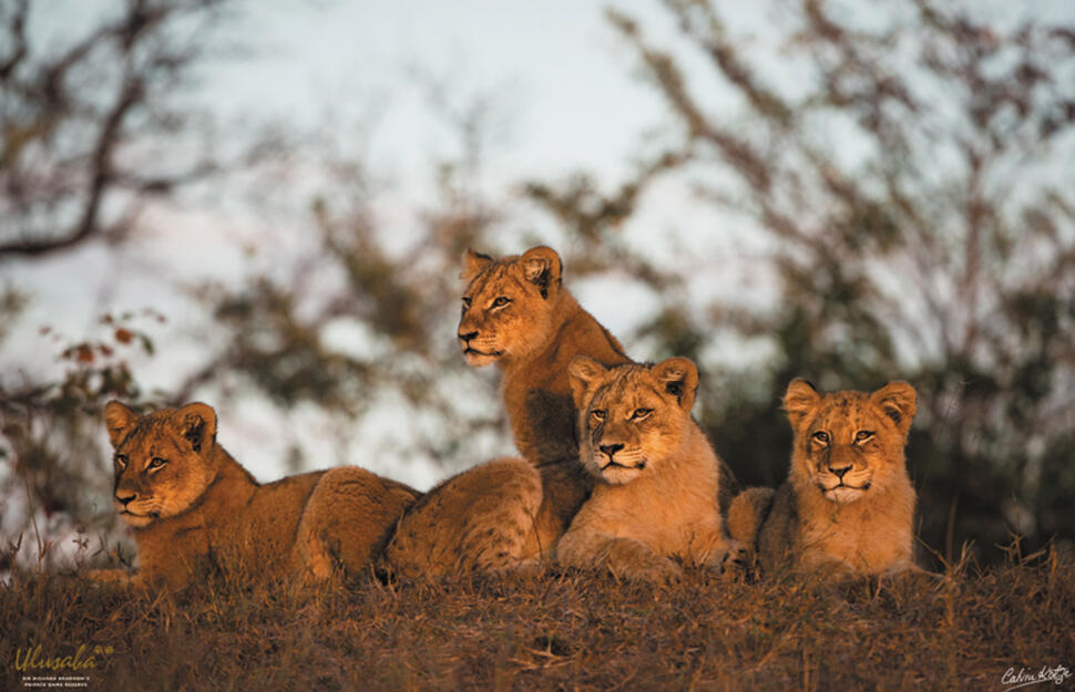Ulusaba-Safari-Lodge-29.jpg