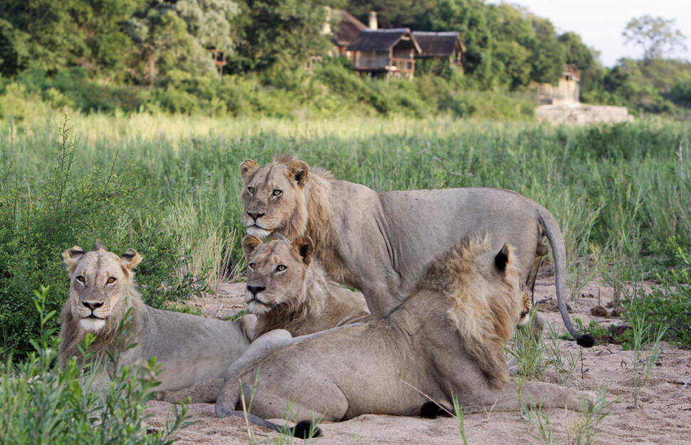 Jock-Safari-Lodge-18.jpg