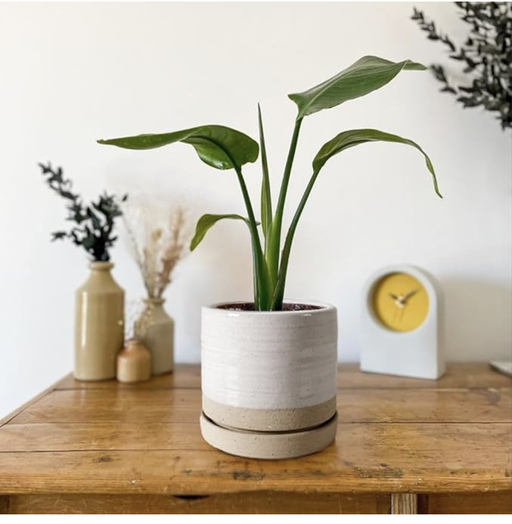 Minimalist Ceramic Planter | Japandi Home Decor
