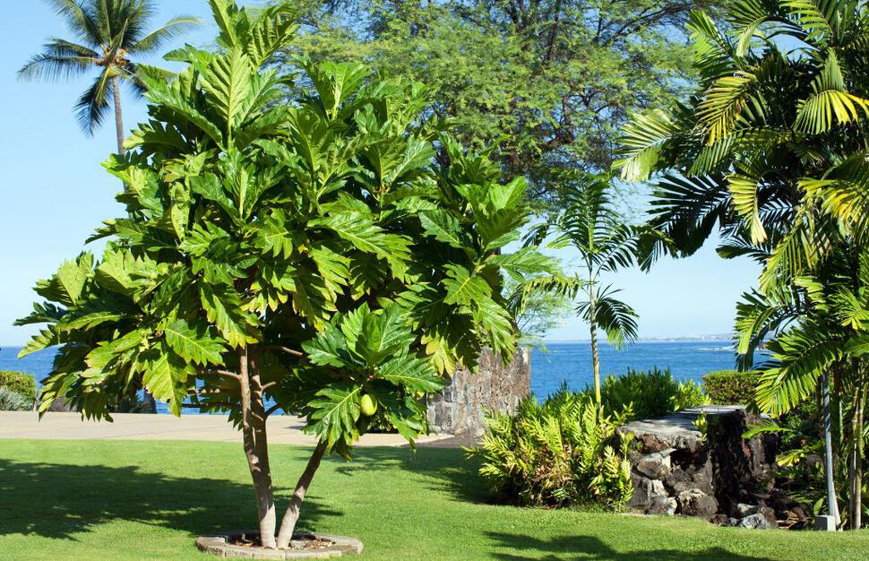 The-Outrigger-Kona-Resort-Spa-17.jpg