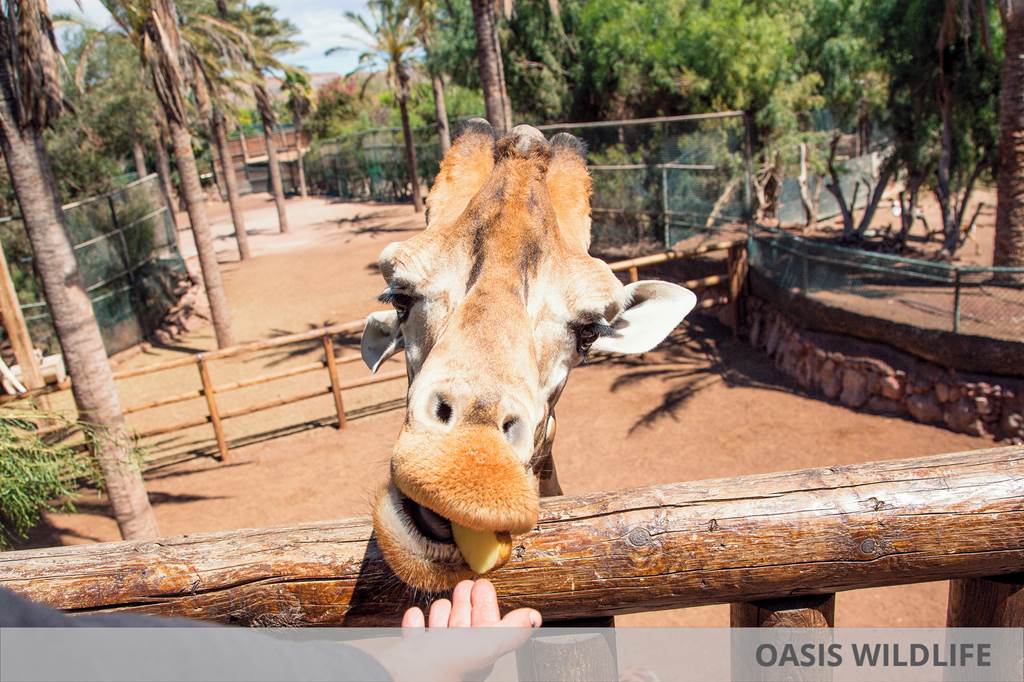 FUE_86479_Eurostars_Las_Salinas_&_Oasis_Parkk_1123_31.jpg