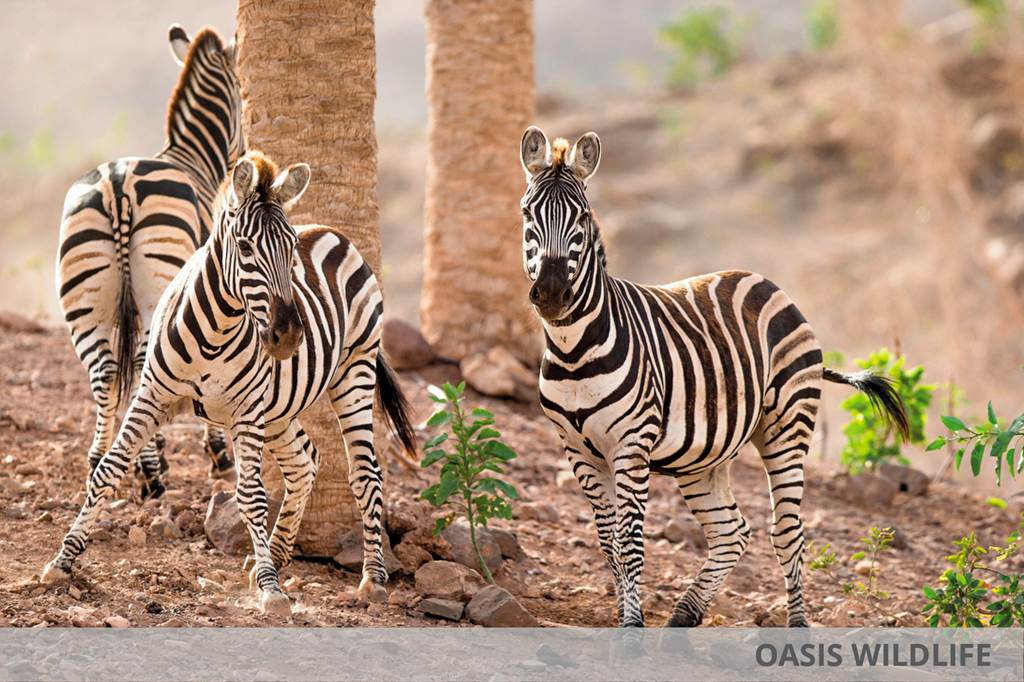 FUE_86479_Eurostars_Las_Salinas_&_Oasis_Parkk_1123_29.jpg