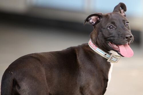 ChatGPT developed an mRNA vaccine that reduced cancer in a man's dog when veterinarians could not.