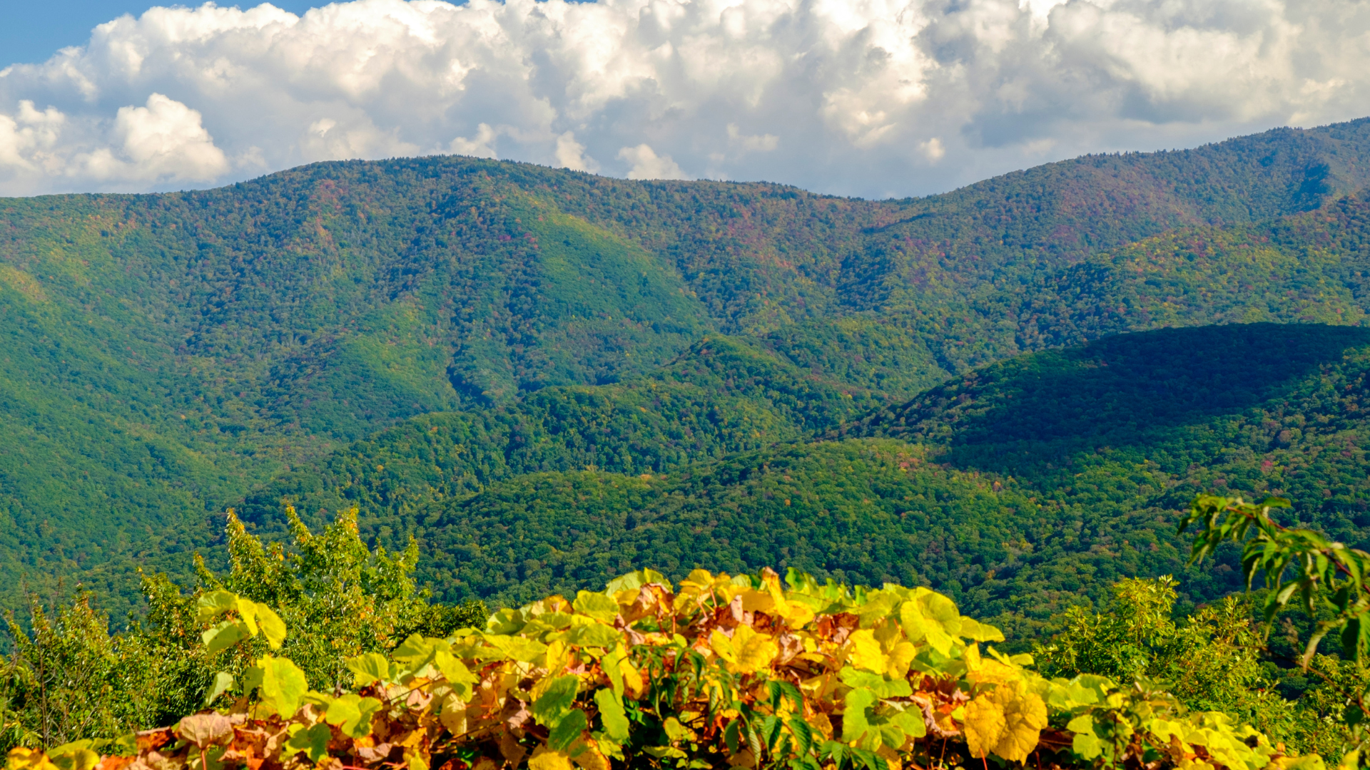 Waynesville