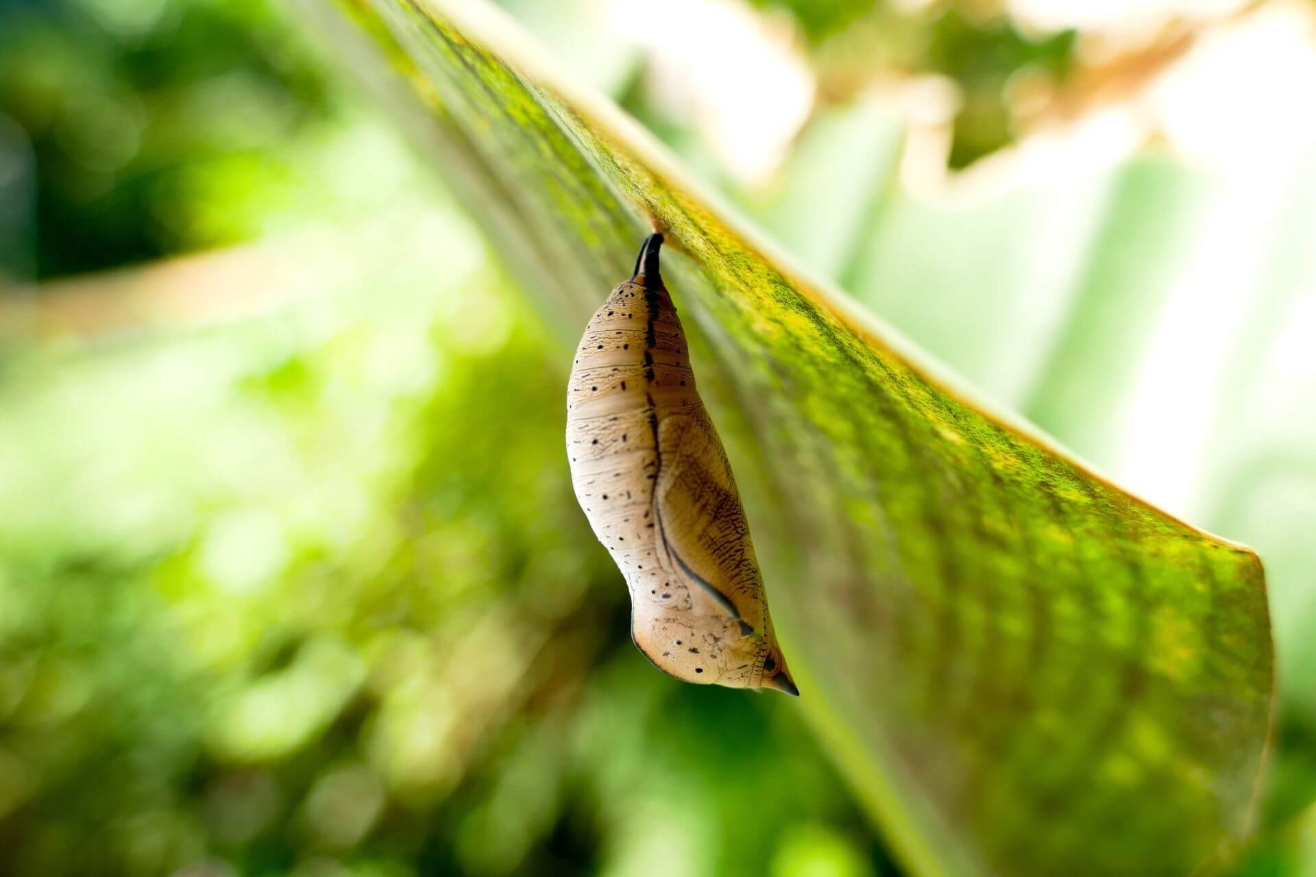 butterfly chrysalis, or a butterfly in its pupa phase