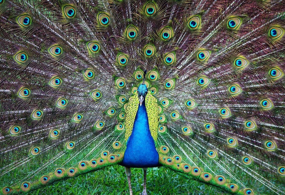 peacock doing courtship display