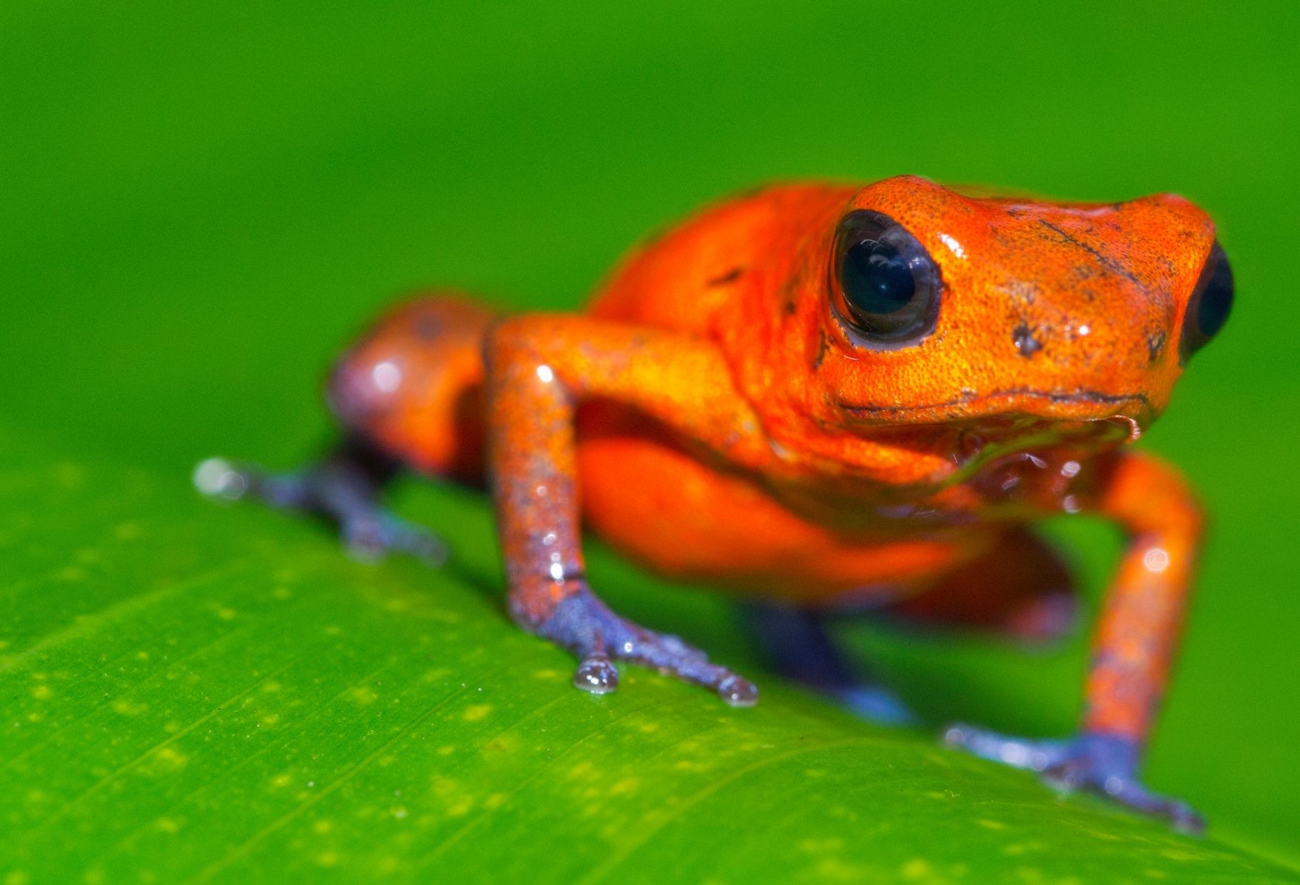 dart frog with bright warning colors