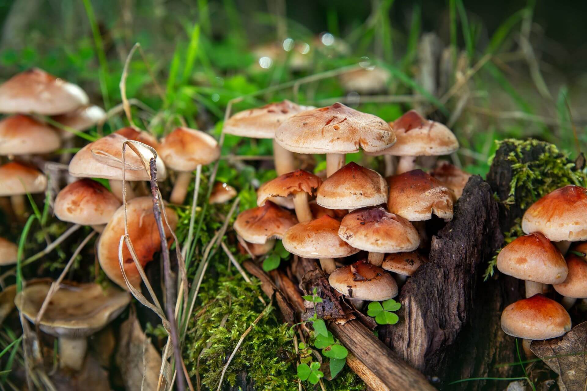 cluster of mushrooms/fungi