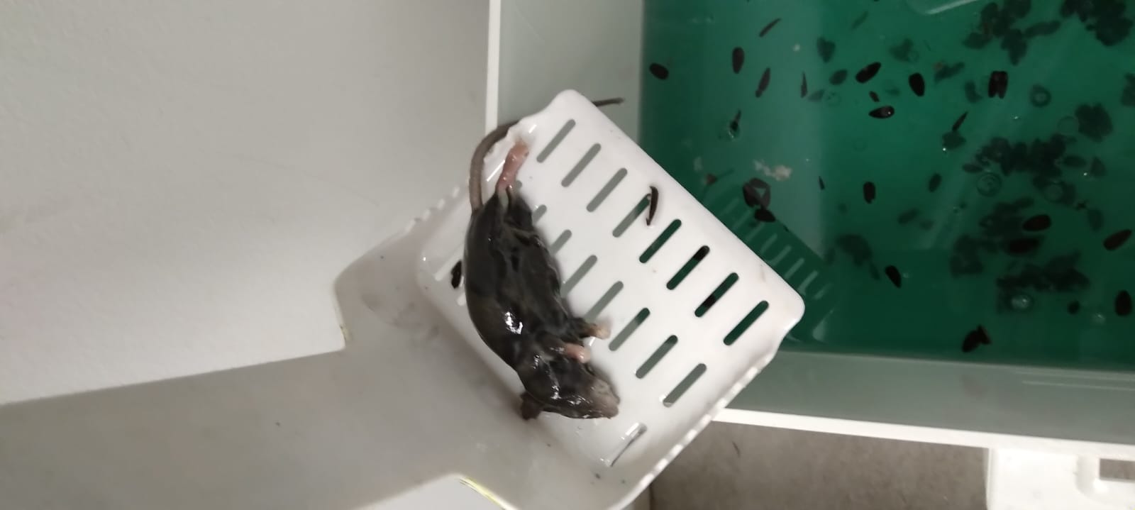 Combattre l'infection de rats et cafards à Villetaneuse