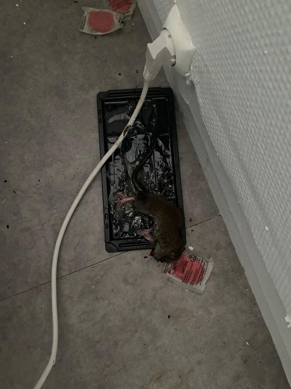 Combattre l'infection de rats et cafards à Marcoussis