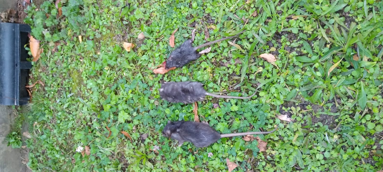 Combattre l'infection de rats et cafards à Les Lilas