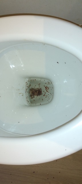 Combattre l'infection de rats et cafards à Massy