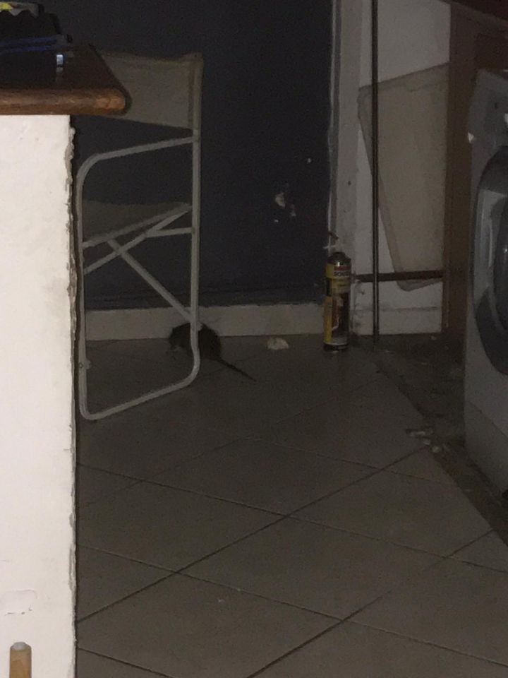 Combattre l'infection de rats et cafards à Le Blanc-Mesnil