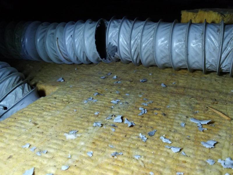 Combattre l'infection de rats et cafards à Roissy-en-Brie