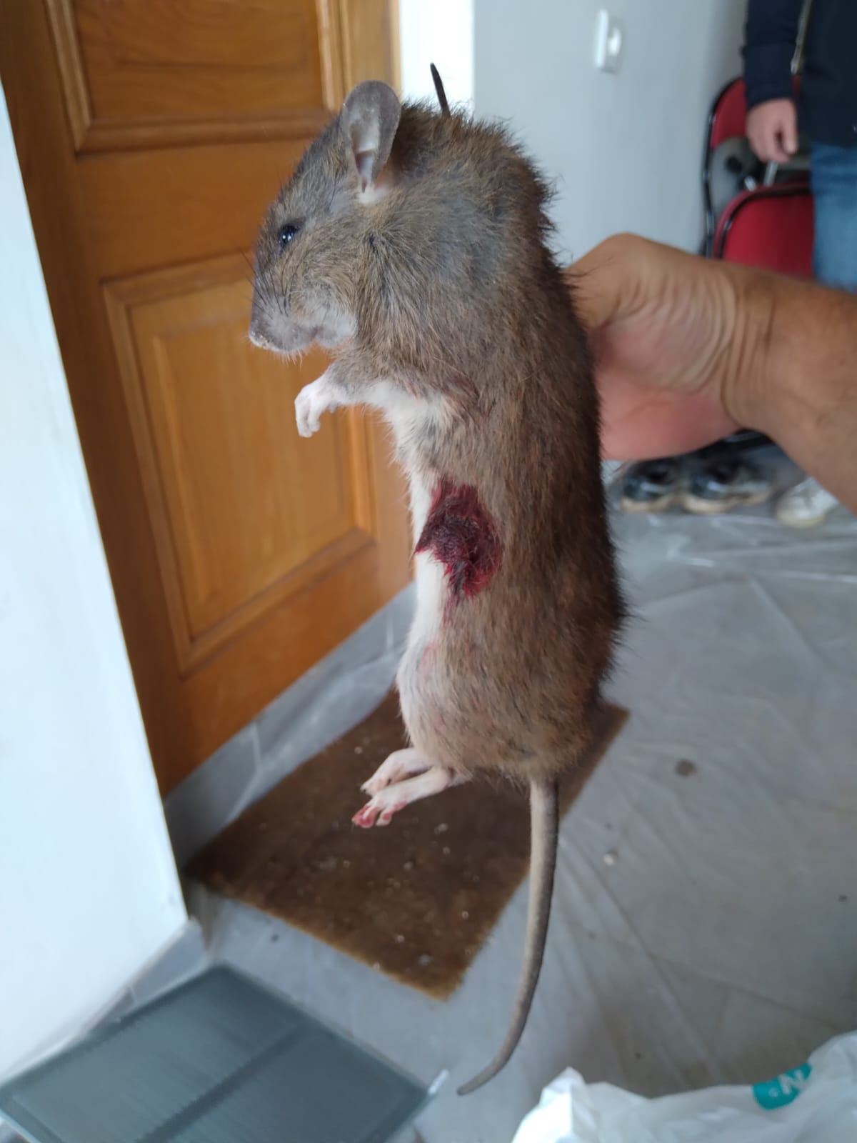 Combattre l'infection de rats et cafards à Vert-le-Grand