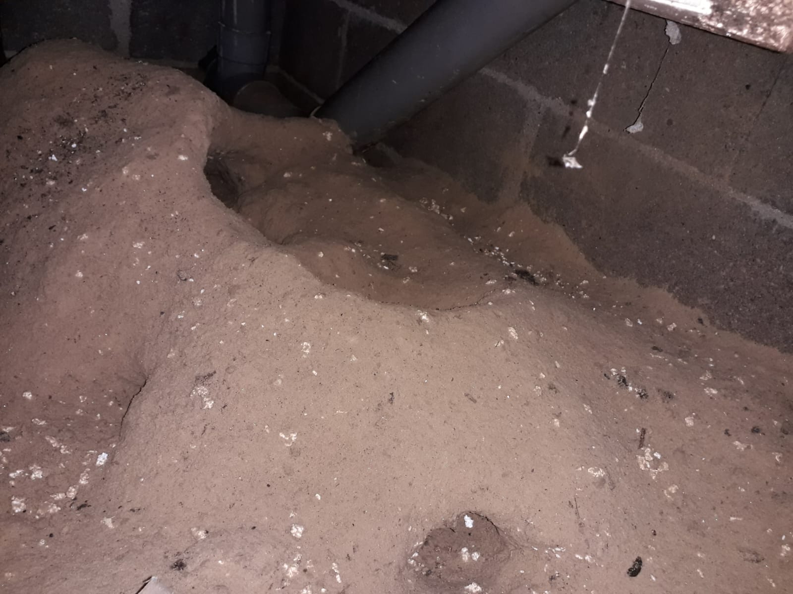 Combattre l'infection de rats et cafards à Dammartin-en-Goele