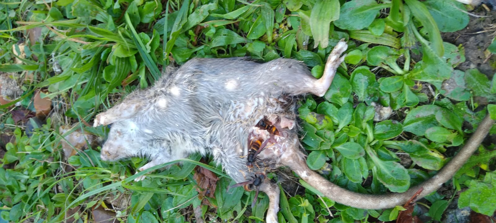 Combattre l'infection de rats et cafards à Lisses