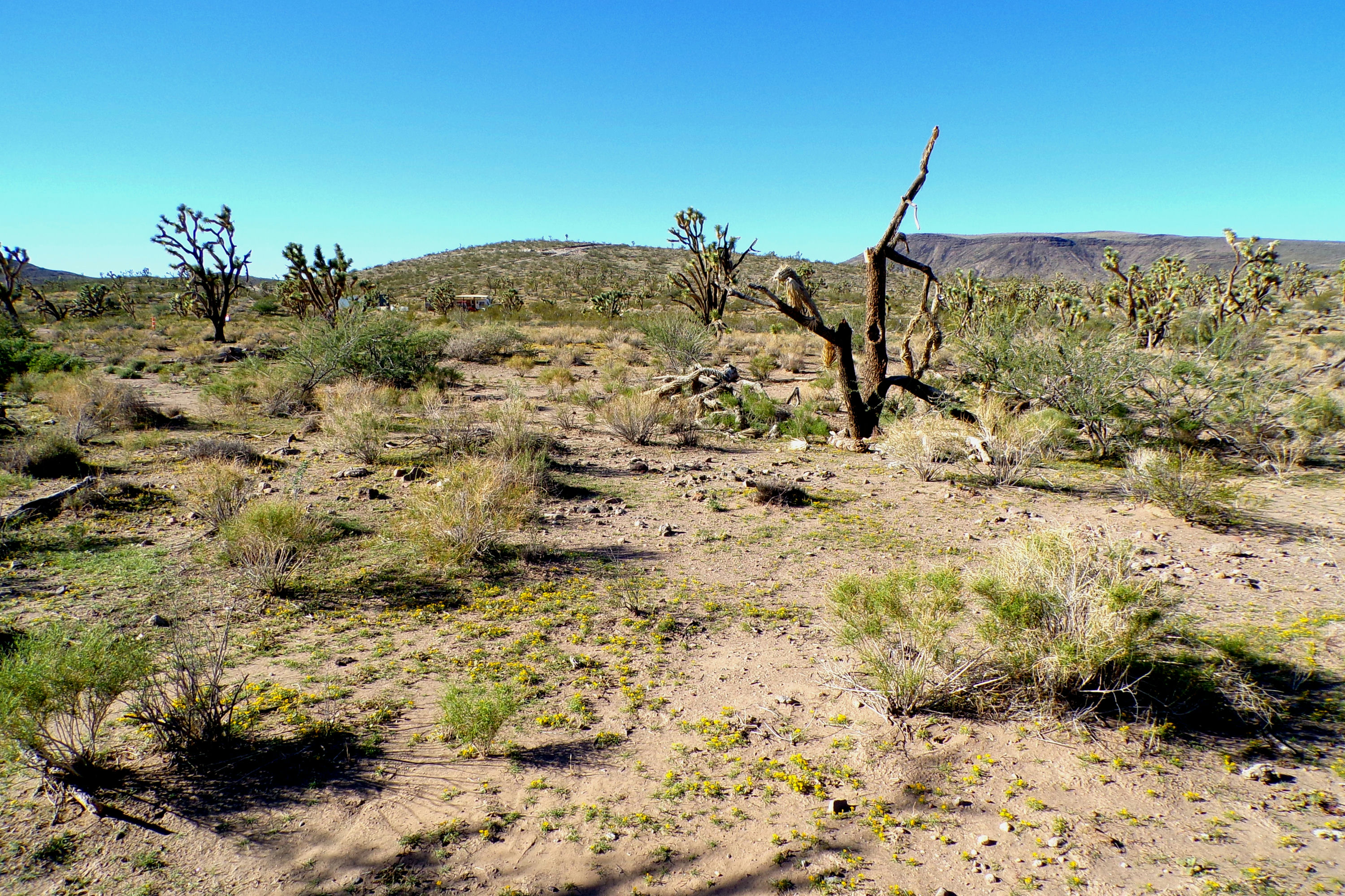 100_2842_DESERT.JPG