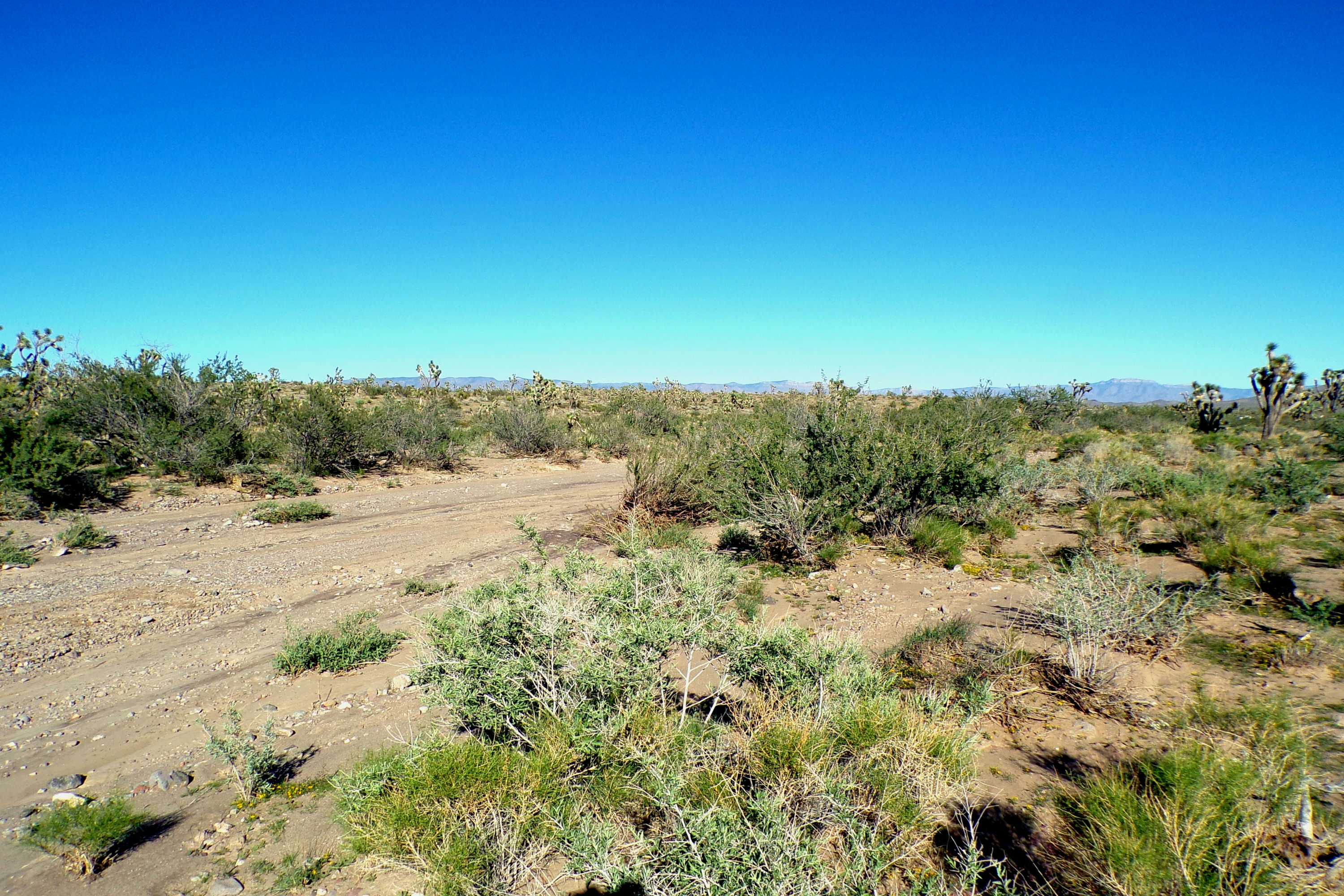 100_2832_DESERT.JPG