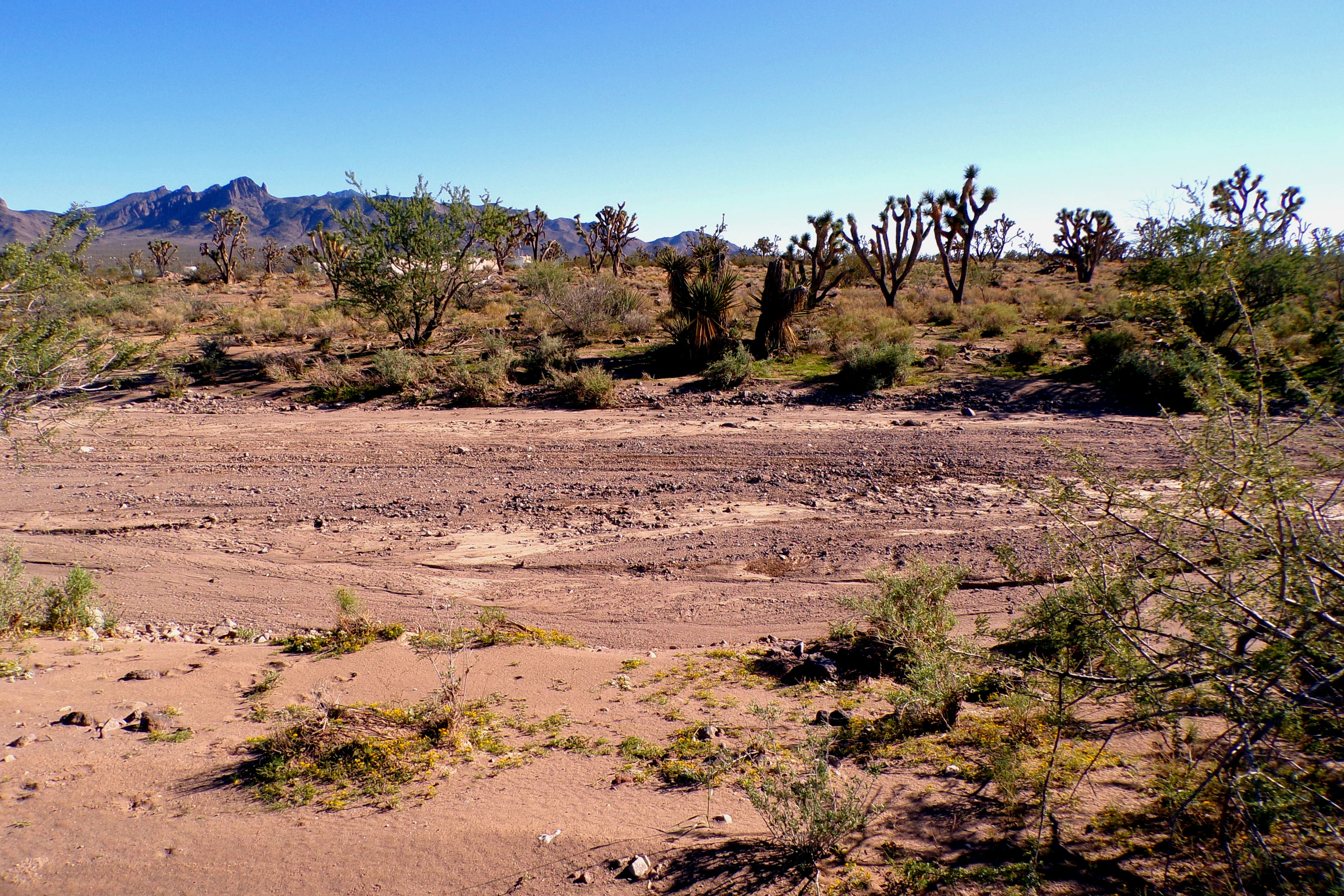 100_2845_DESERT.JPG