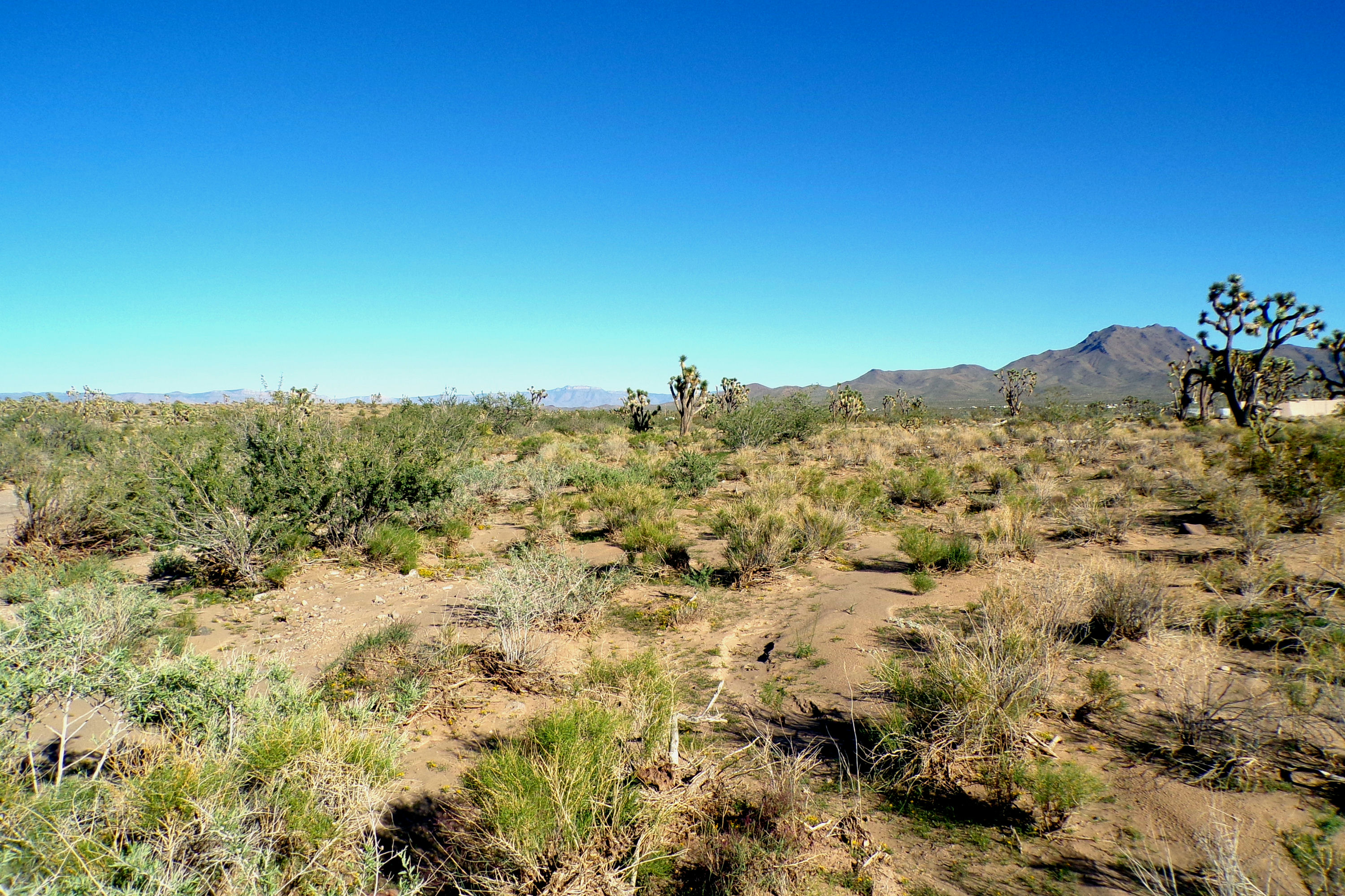 100_2833_DESERT.JPG