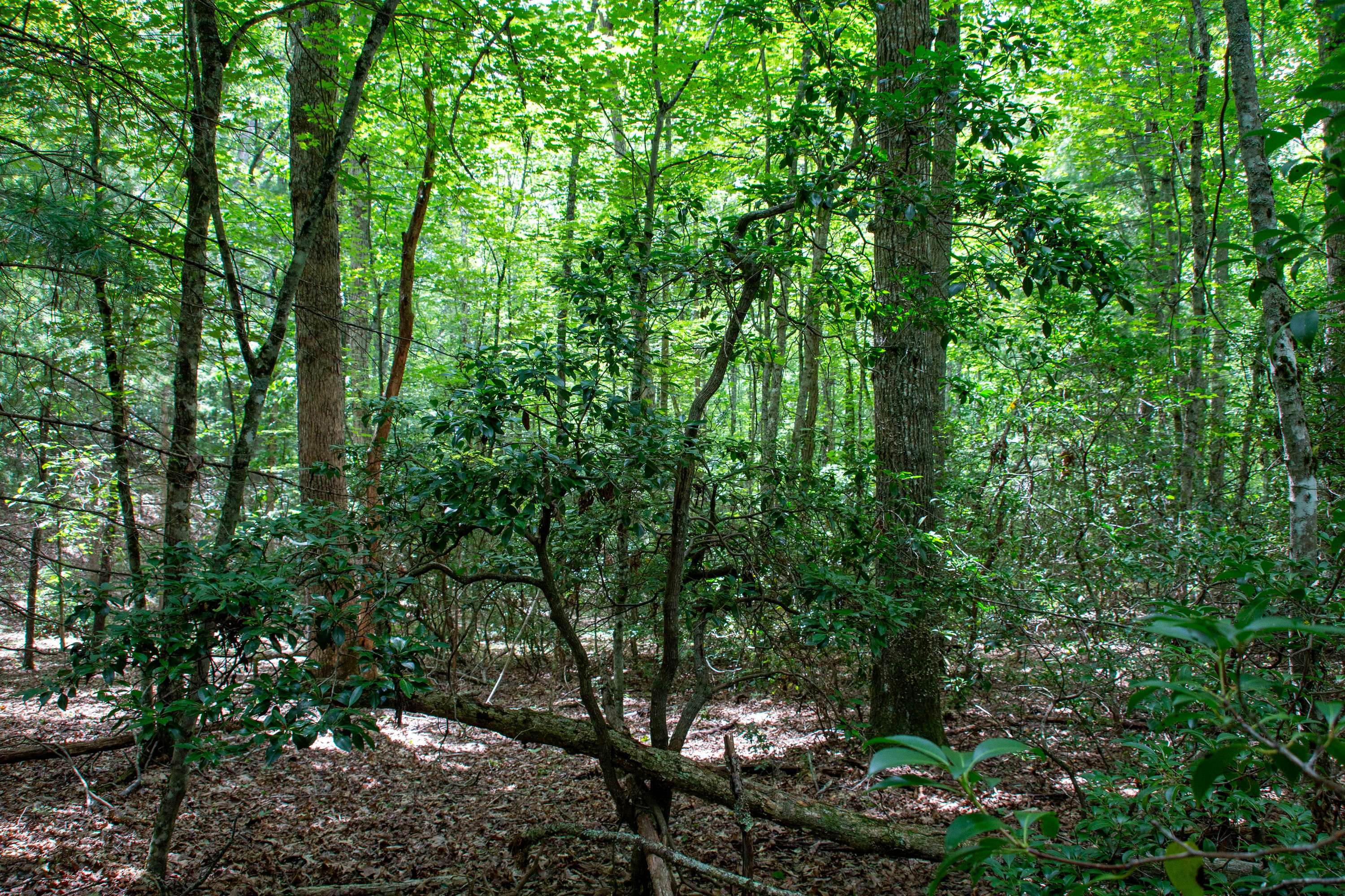 Copy of Grassy-Creek-Lot-10-Ground-3.jpg