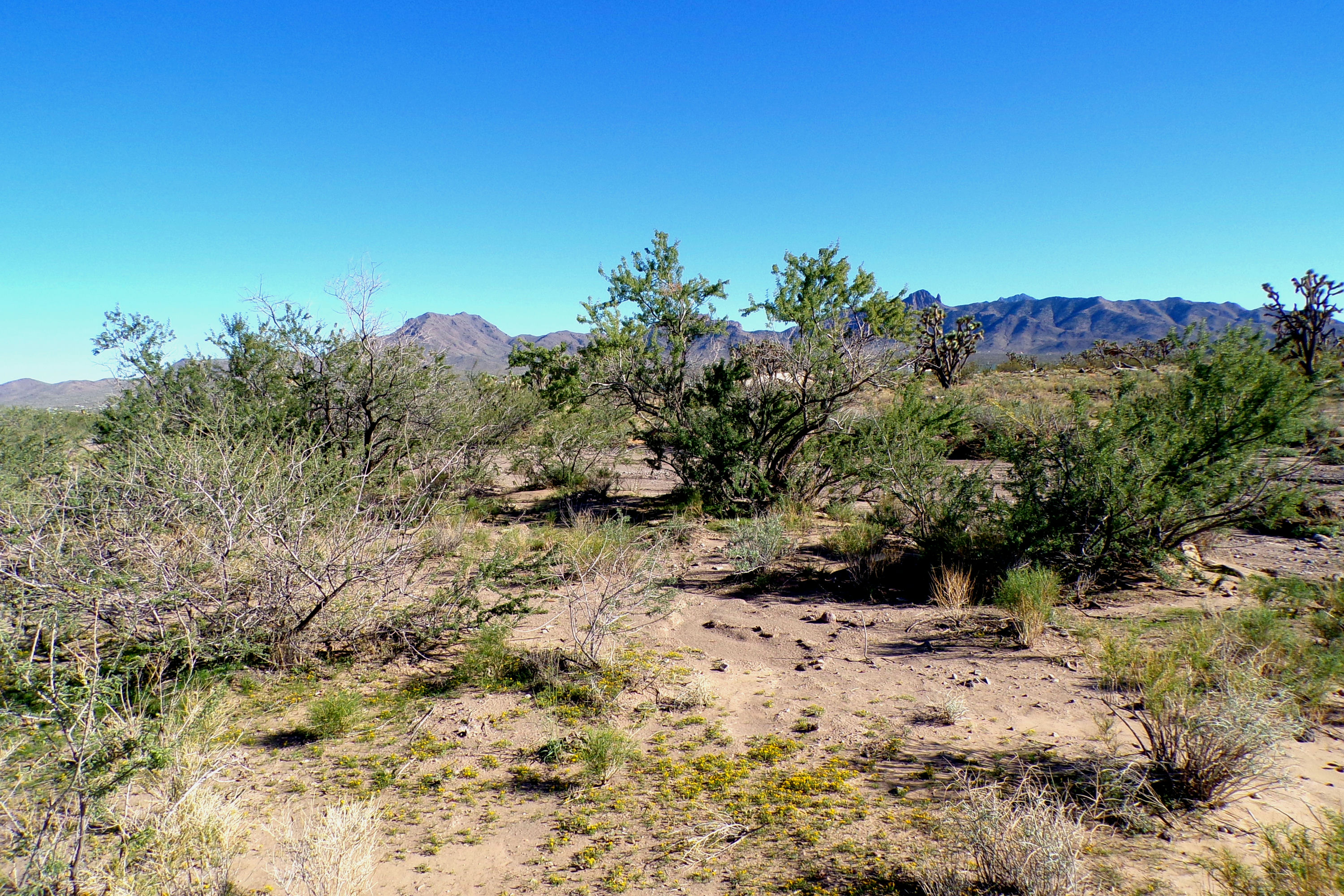 100_2829_DESERT.JPG