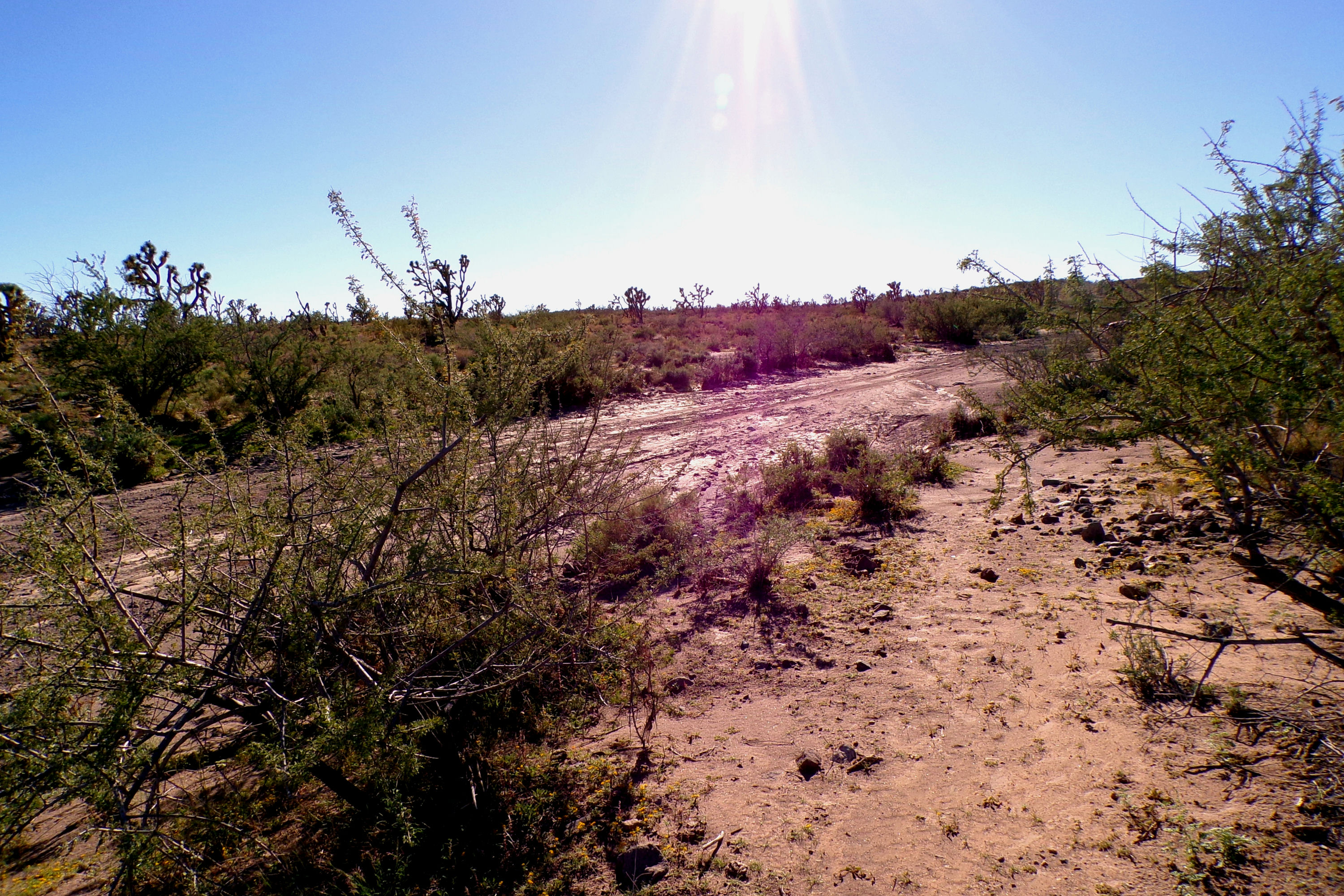 100_2844_DESERT.JPG