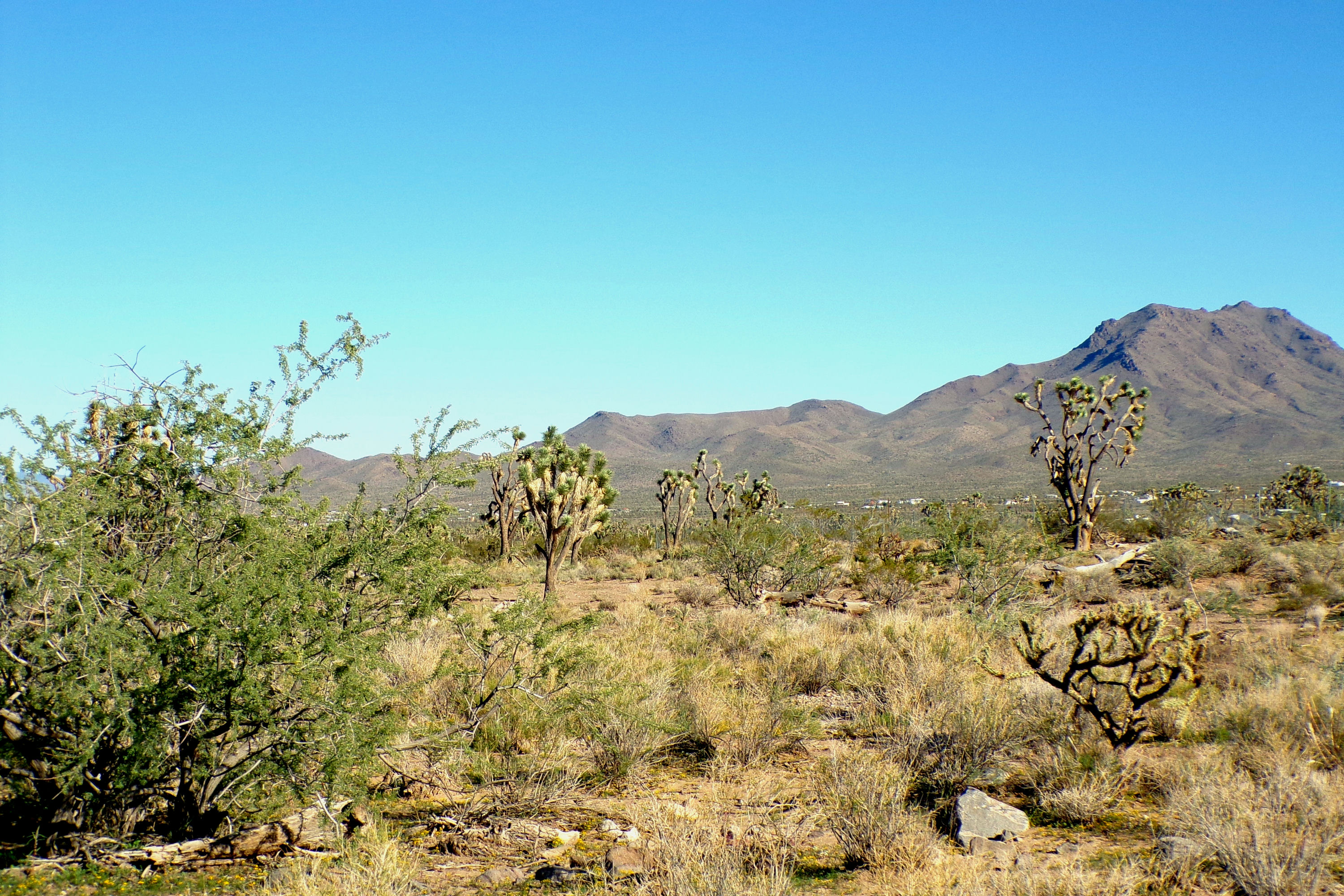 100_2837_DESERT.JPG
