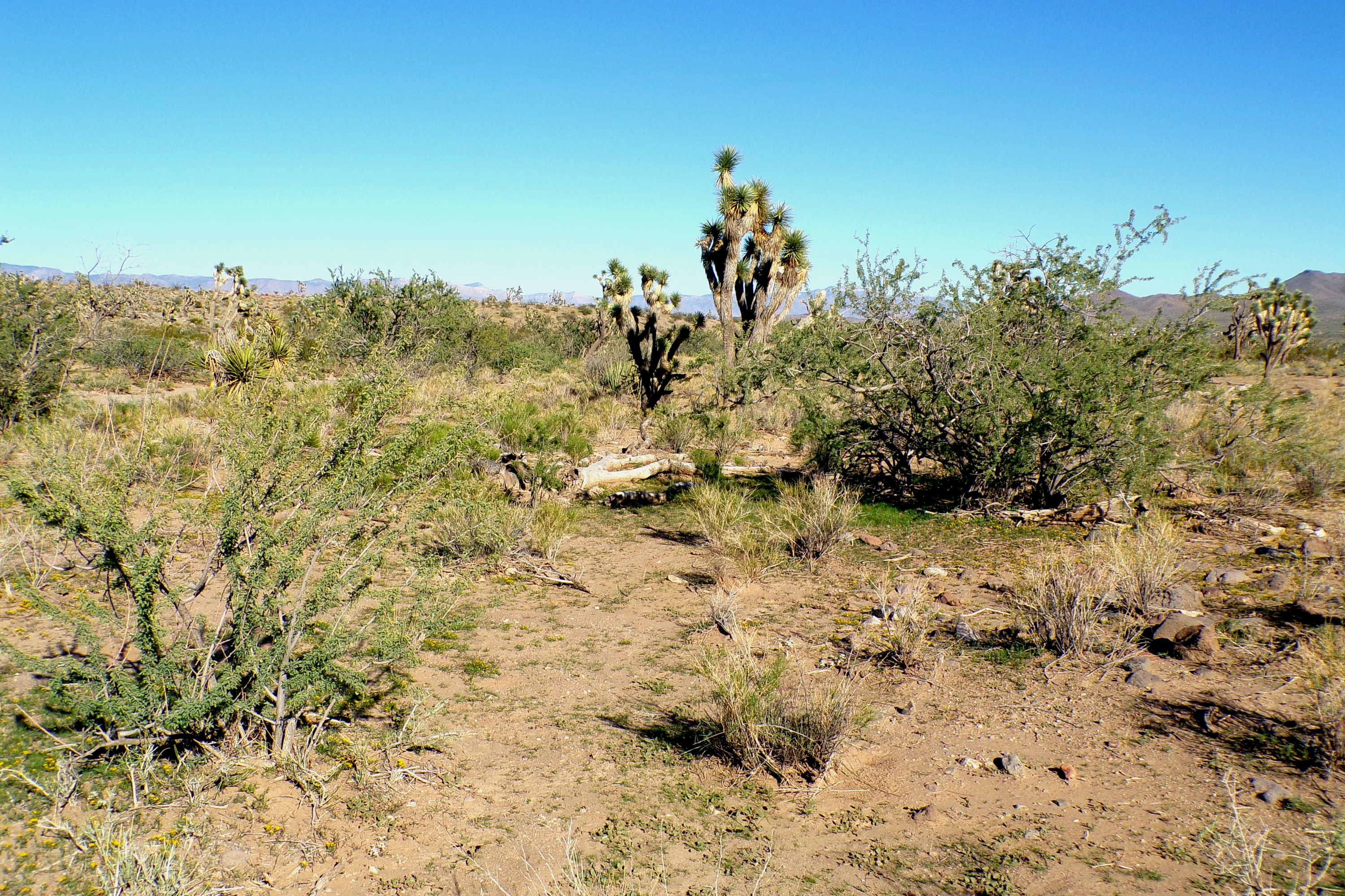 100_2836_DESERT.JPG
