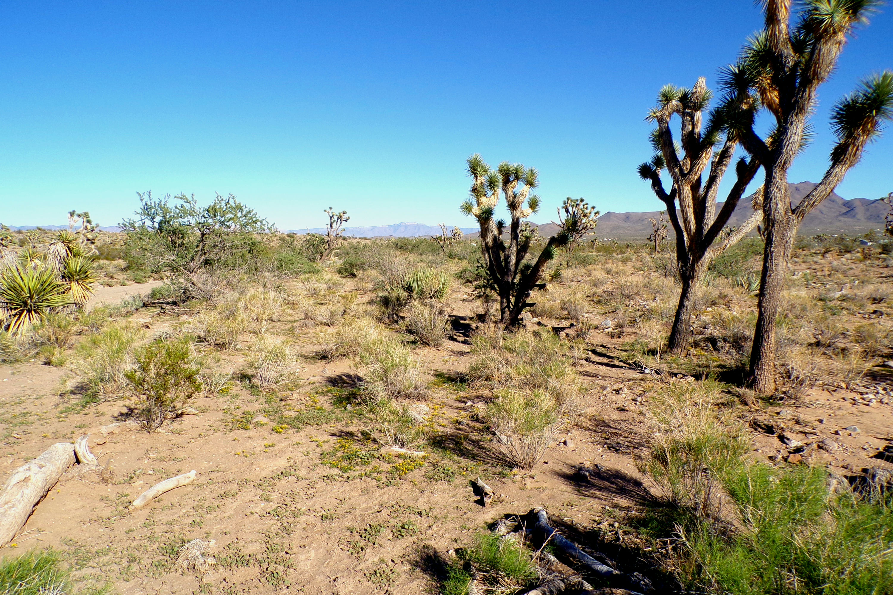 100_2838_DESERT.JPG