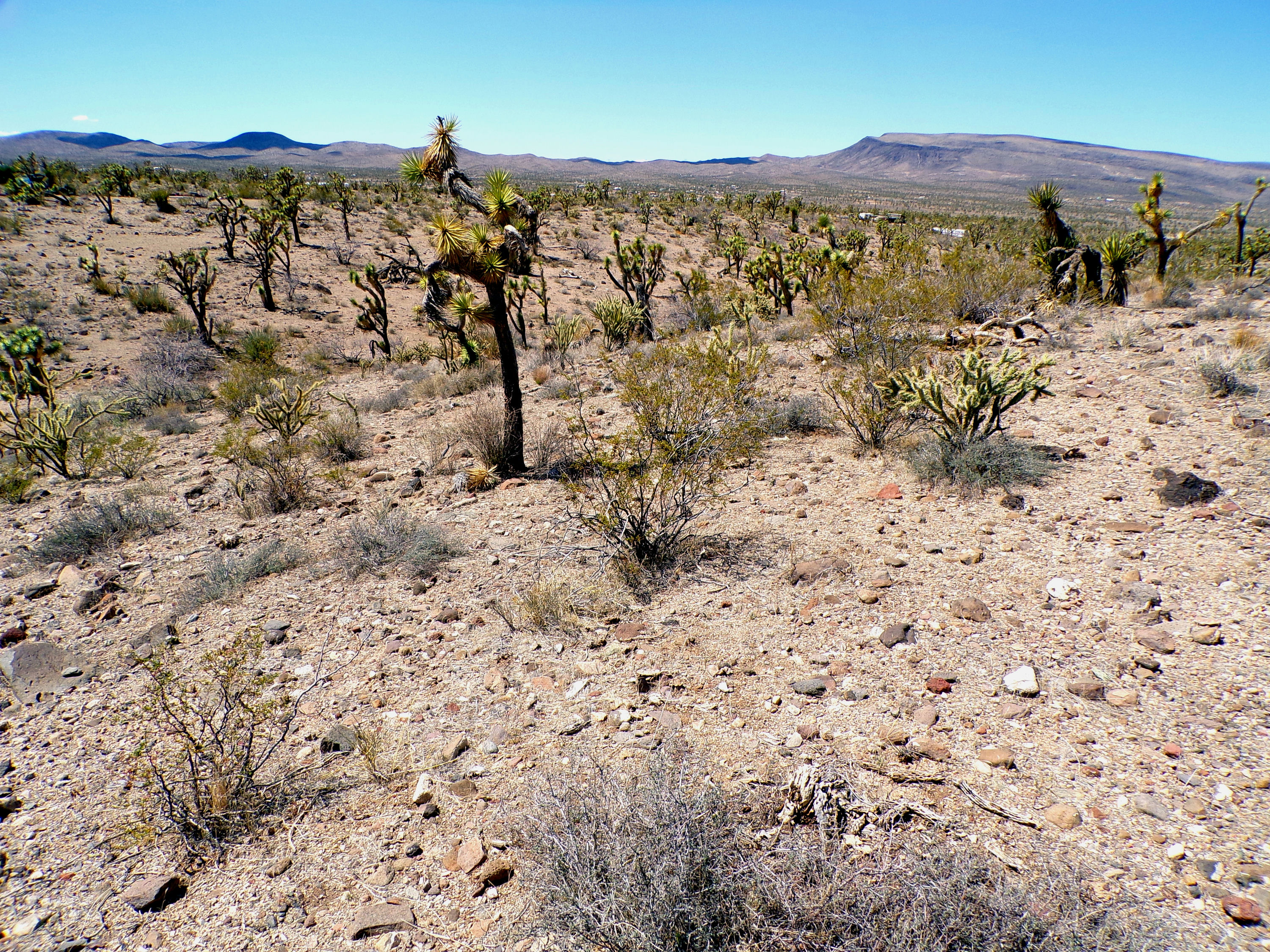 100_0773_DESERT.JPG