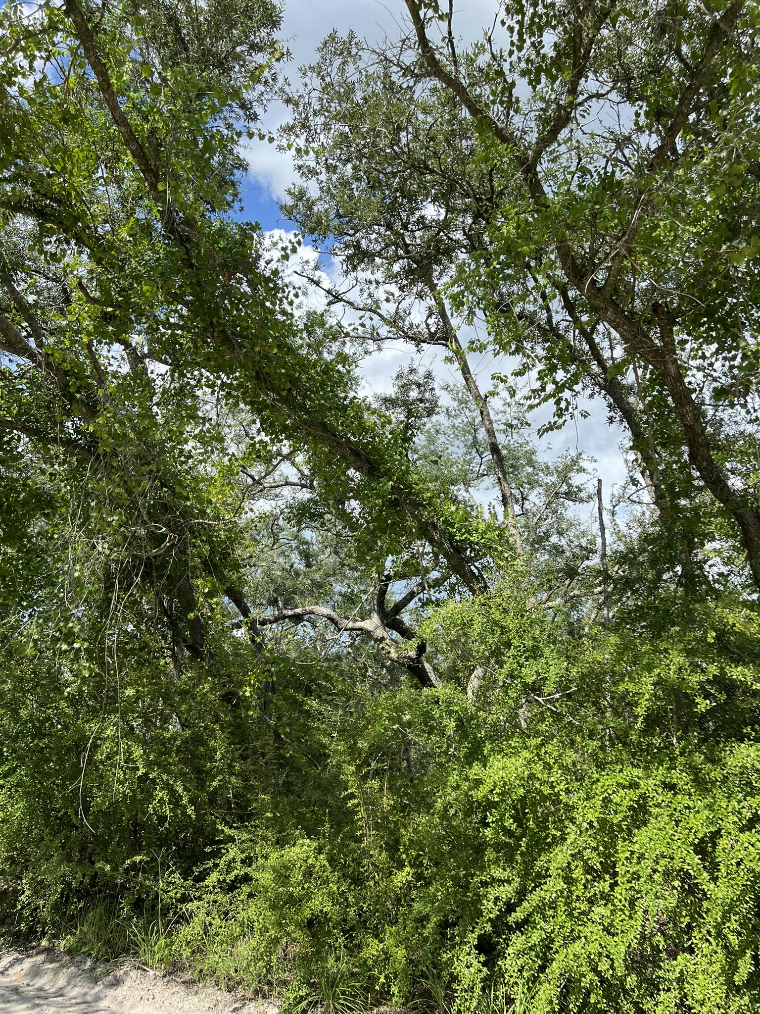 IMG_5799.JPEG