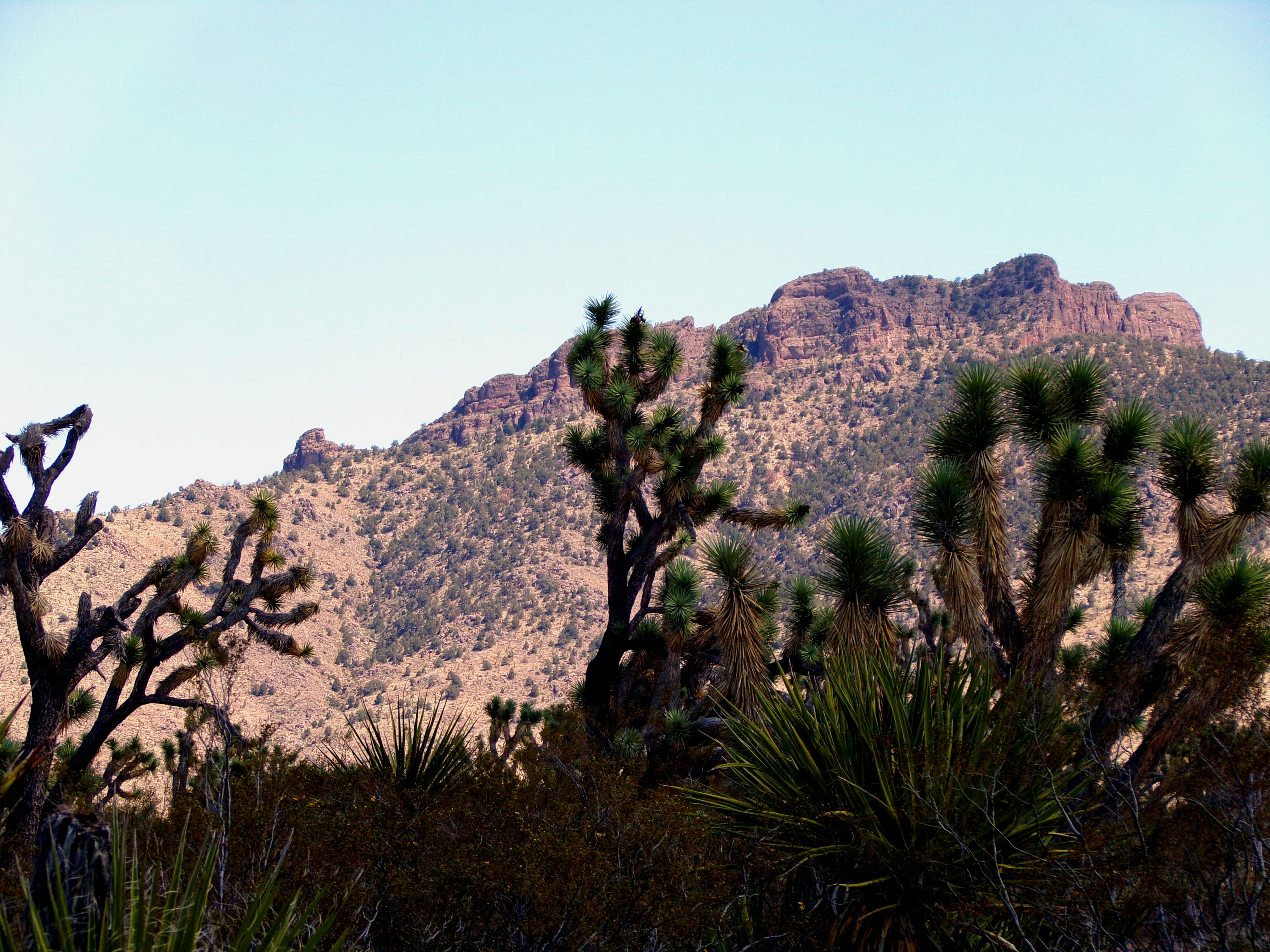 100_0783_DESERT.JPG