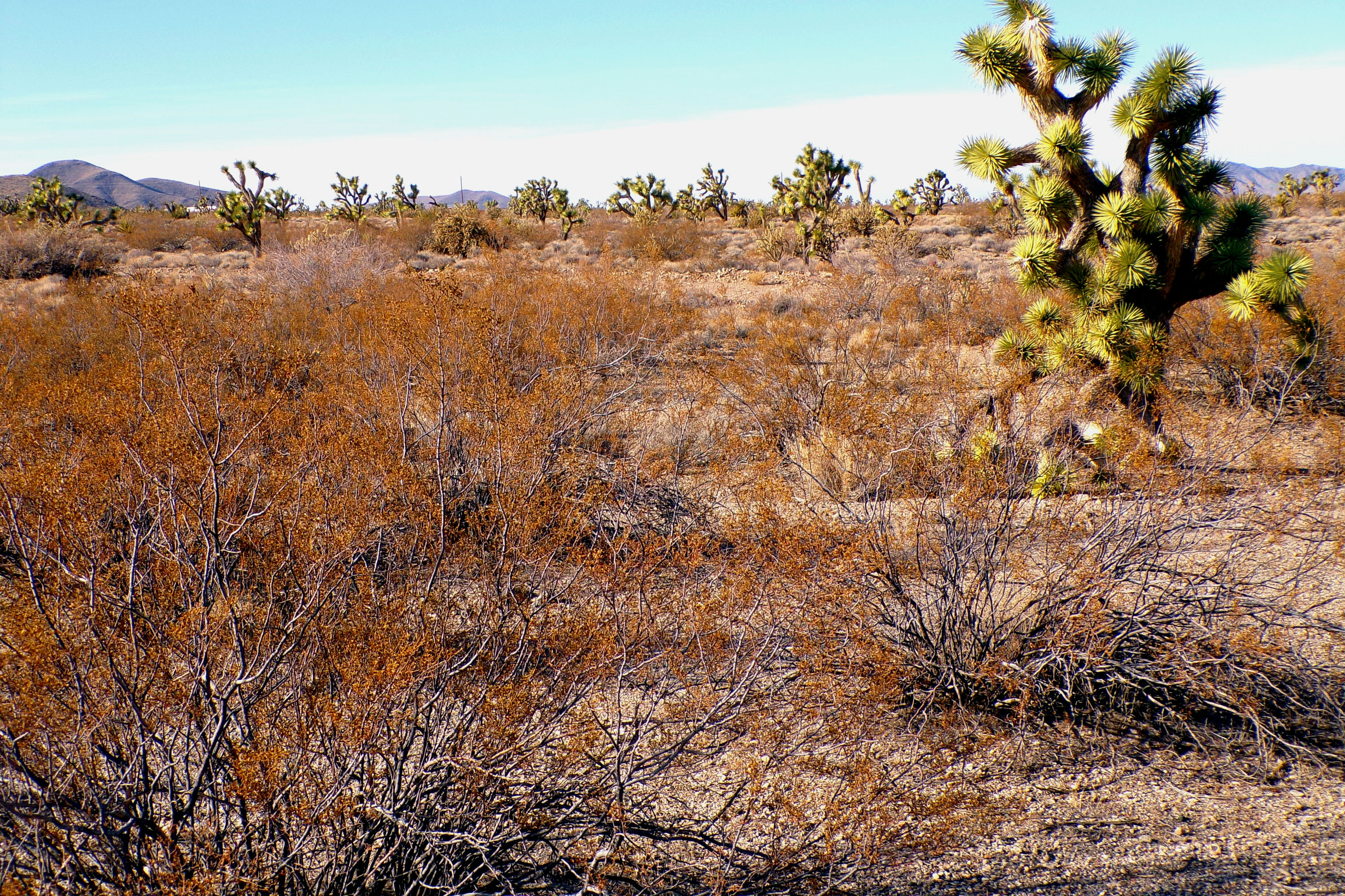 100_0883_DESERT.JPG