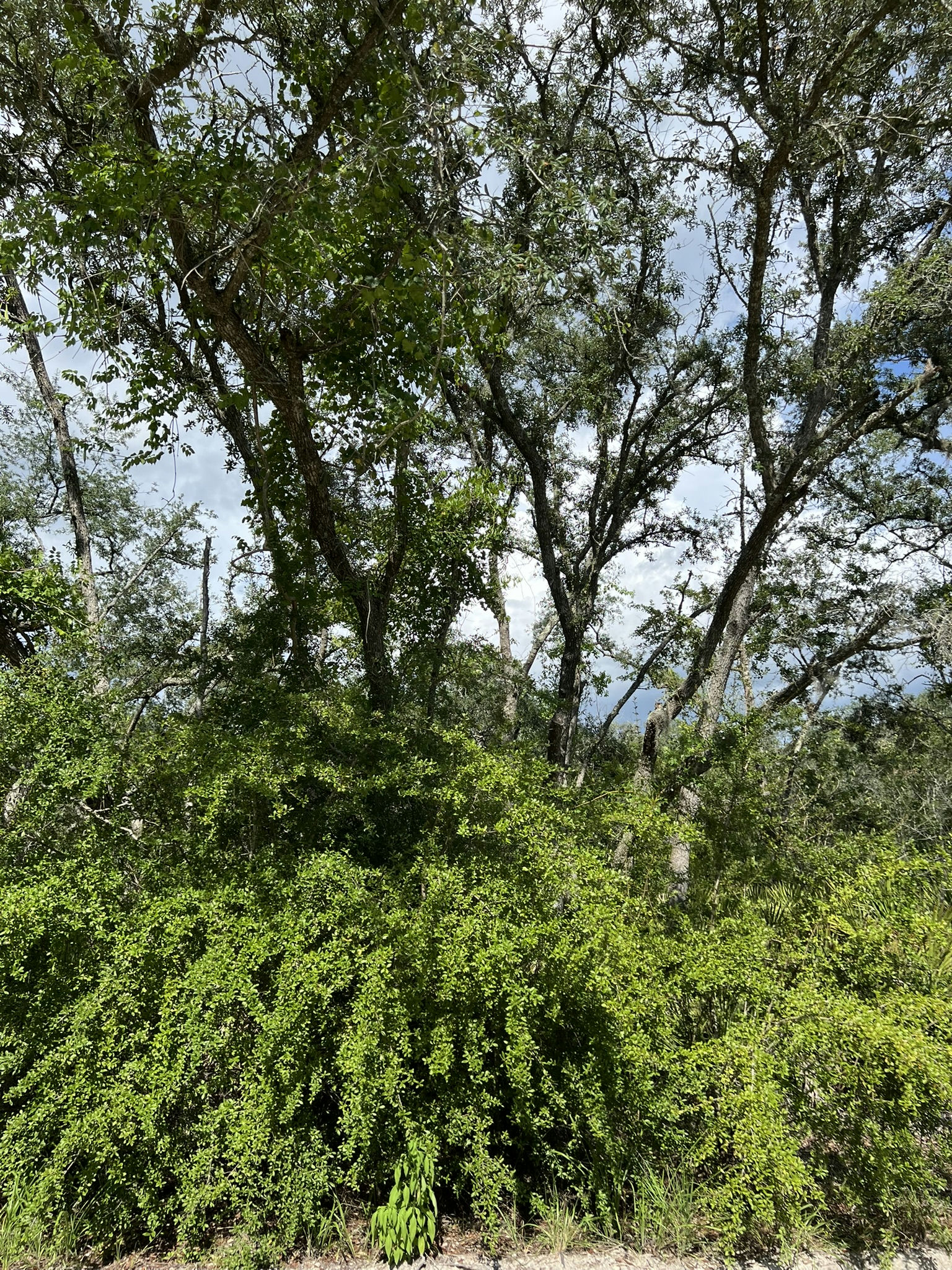 IMG_5803.JPEG