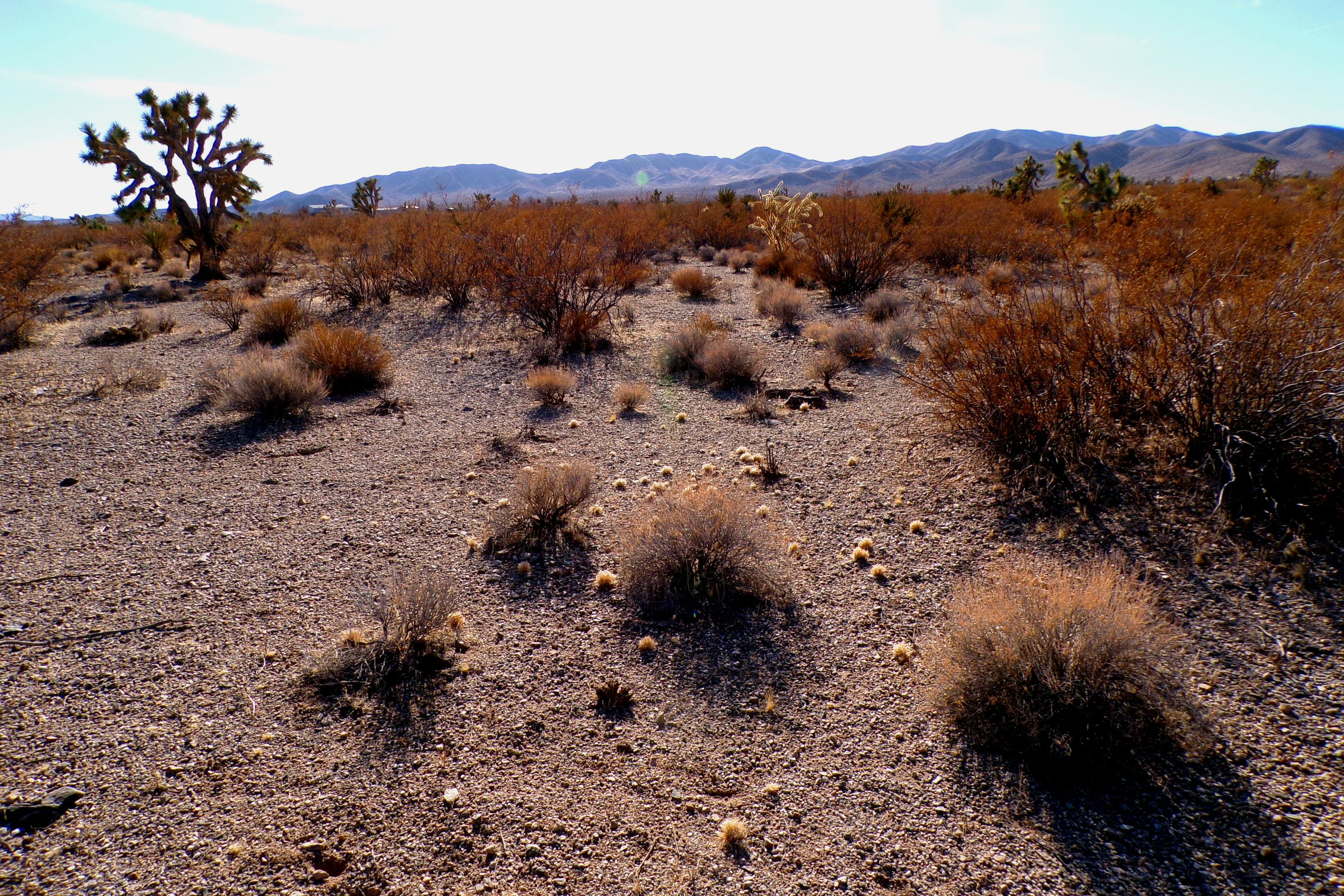 100_0866_DESERT.JPG