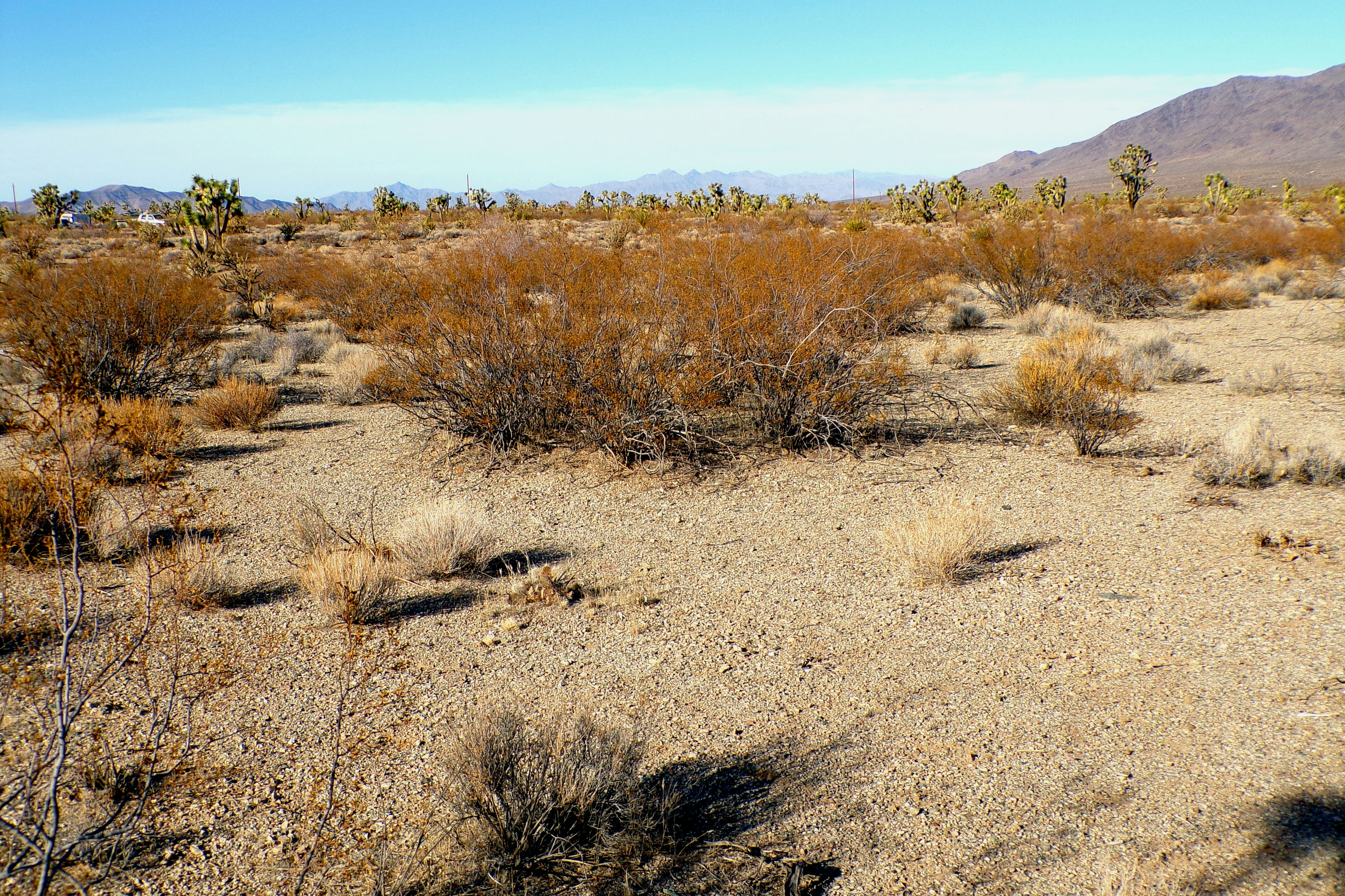 100_0874_DESERT.JPG