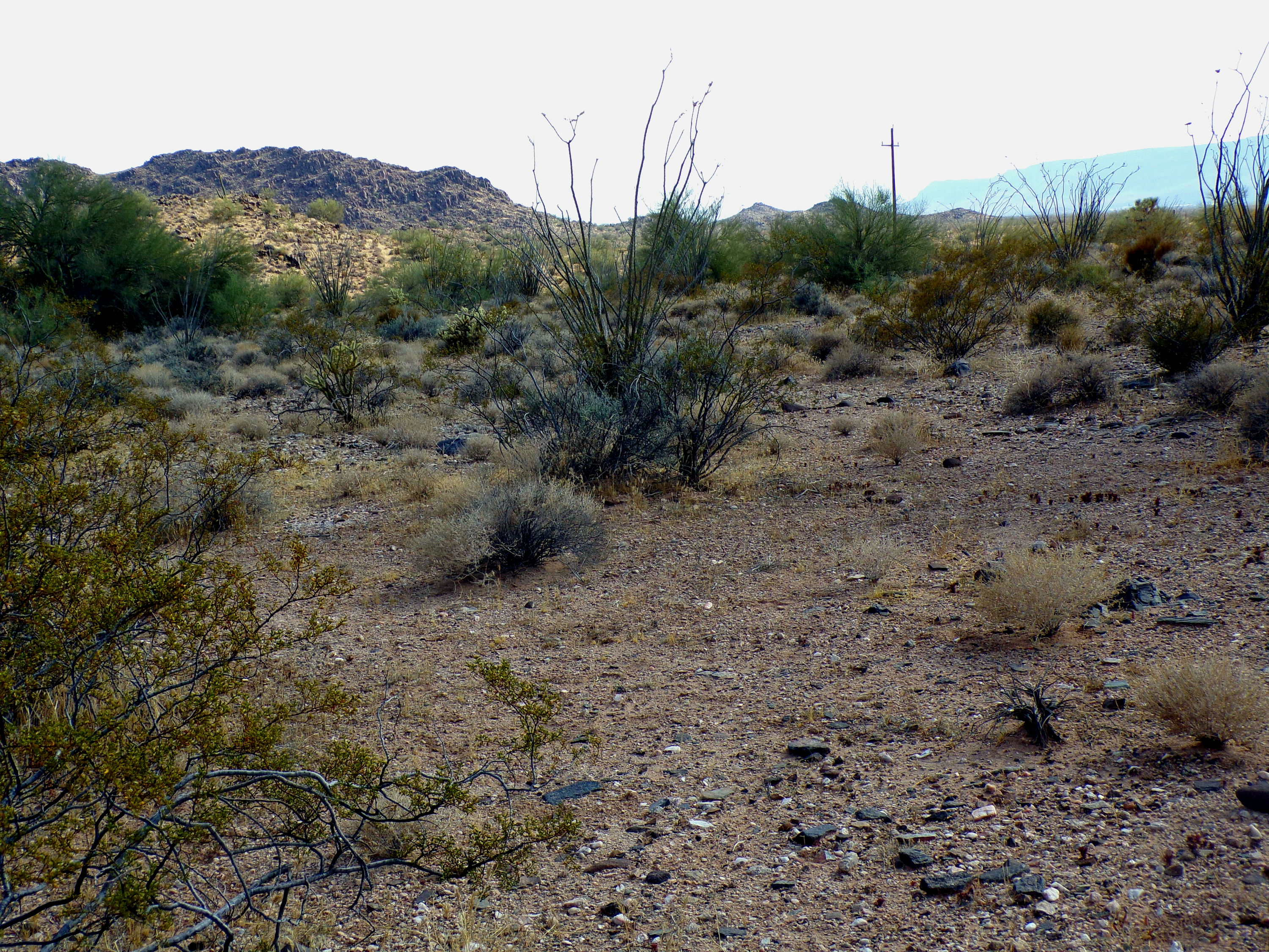 100_1341_DESERT.JPG