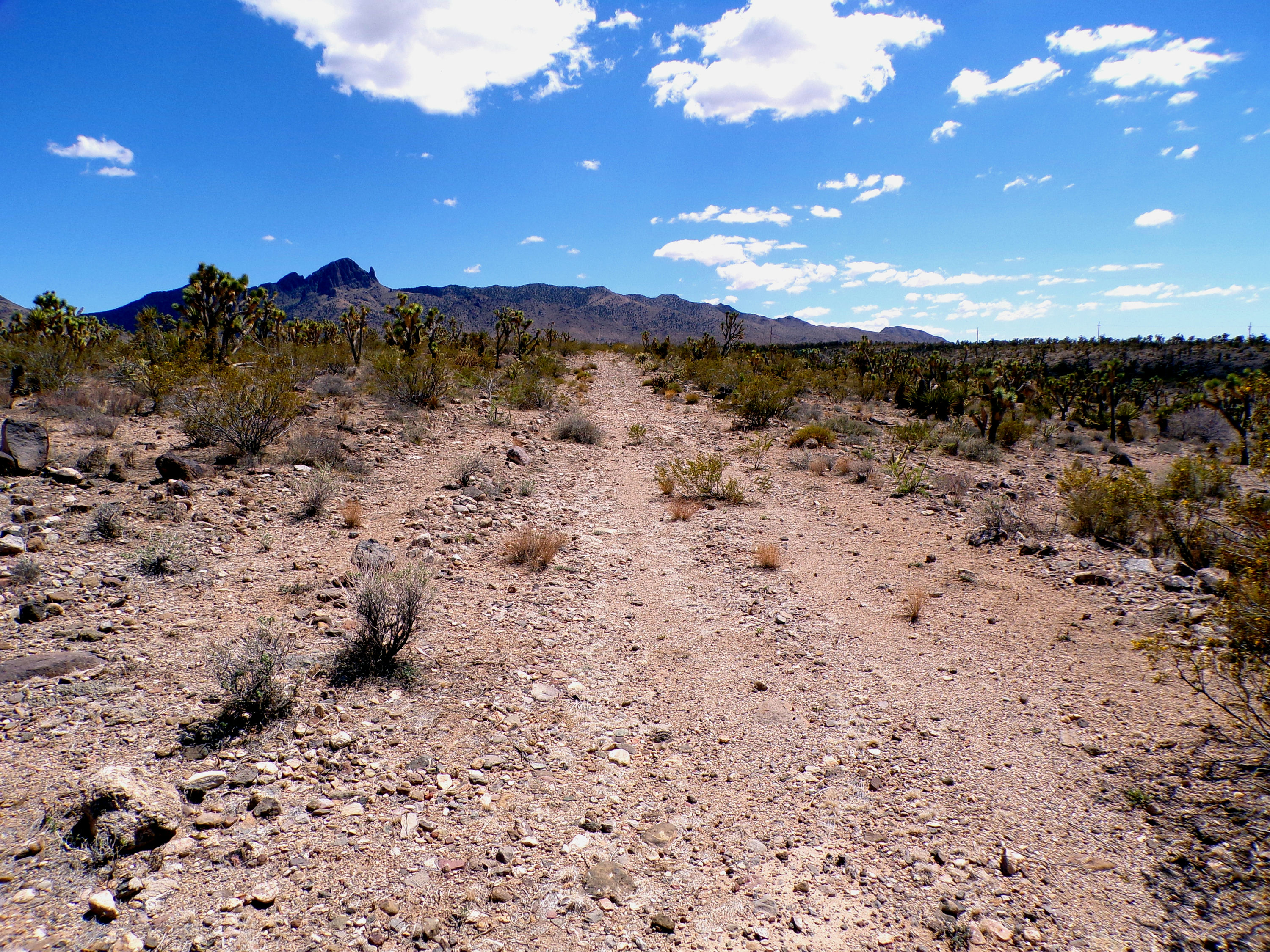 100_0760_DESERT.JPG