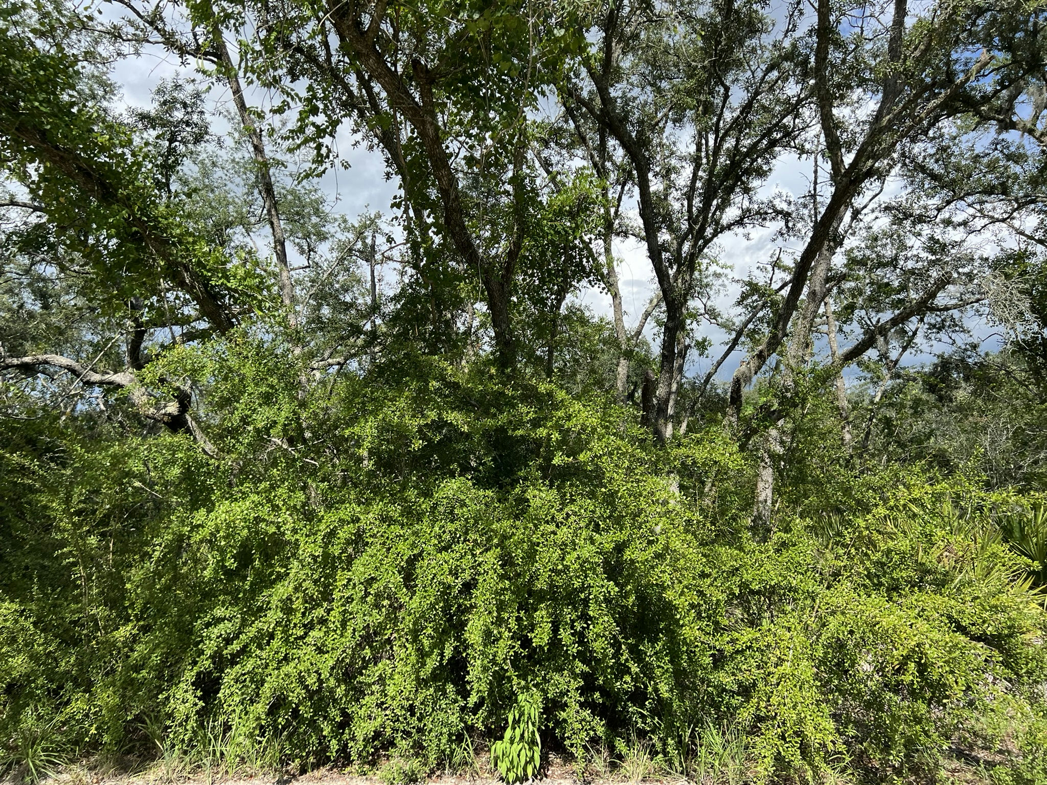 IMG_5811.JPEG