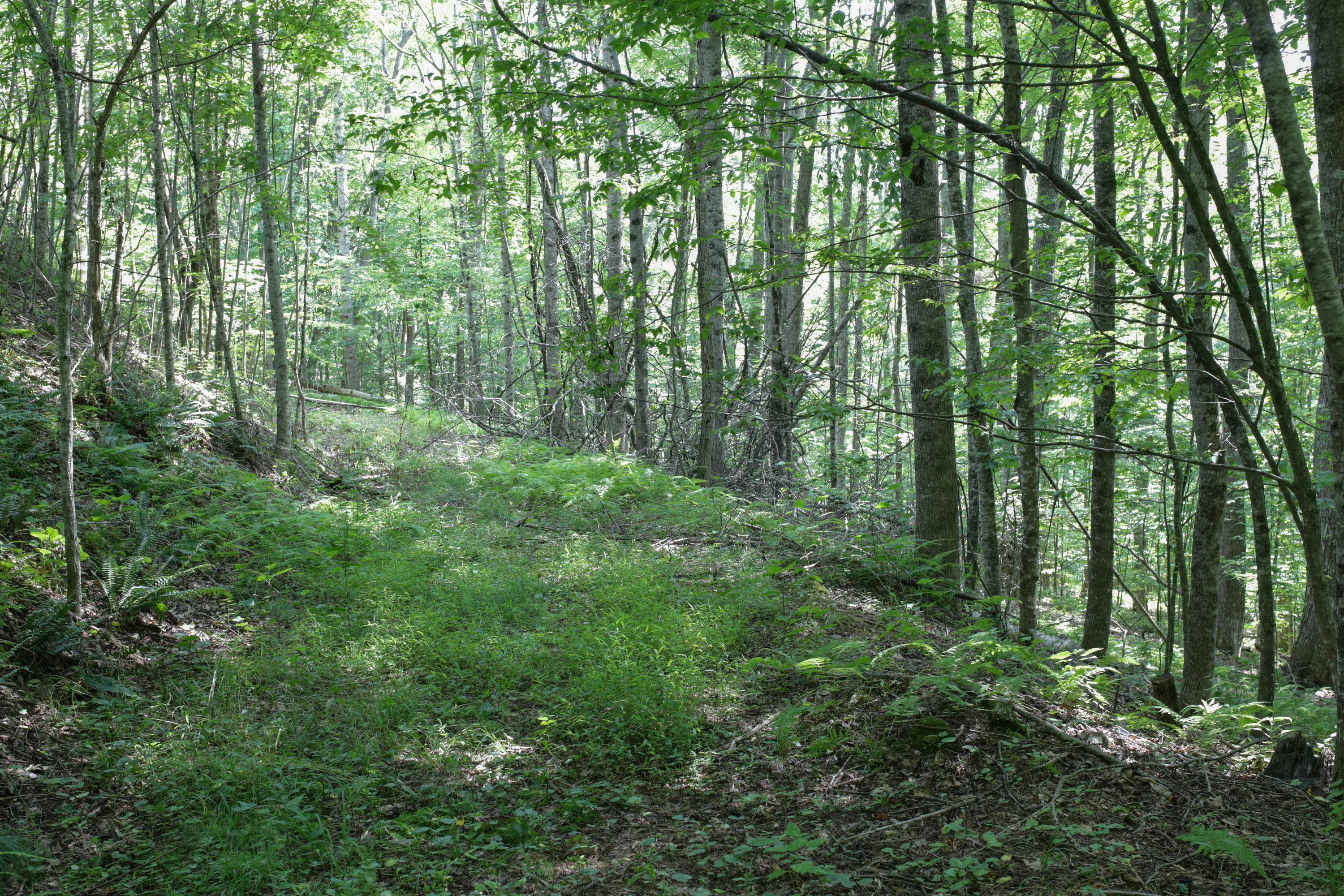250807_KlinkTrail_7.jpg