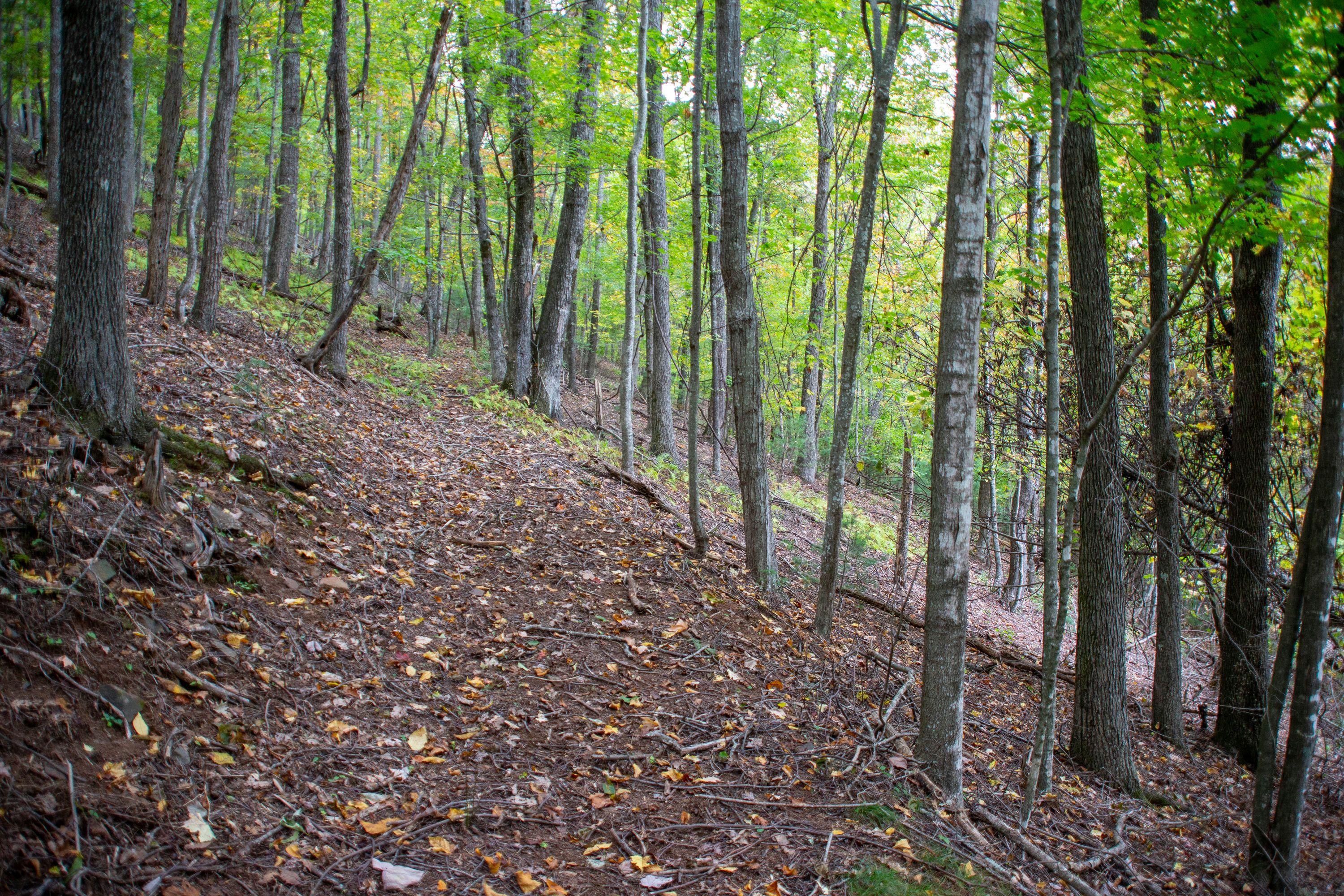 Copy of Pine-Knoll-Ground-7.jpg