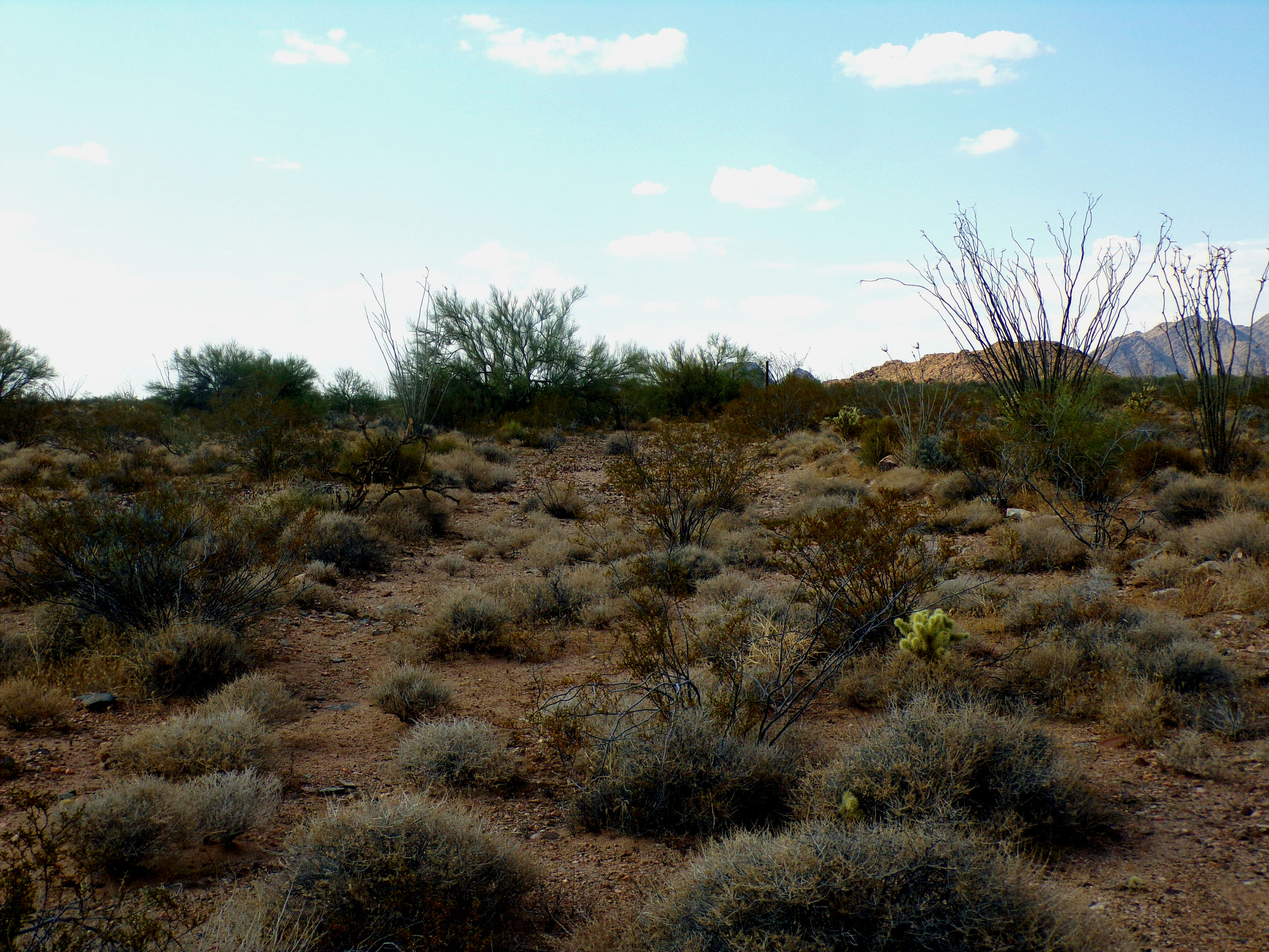 100_1324_DESERT.JPG