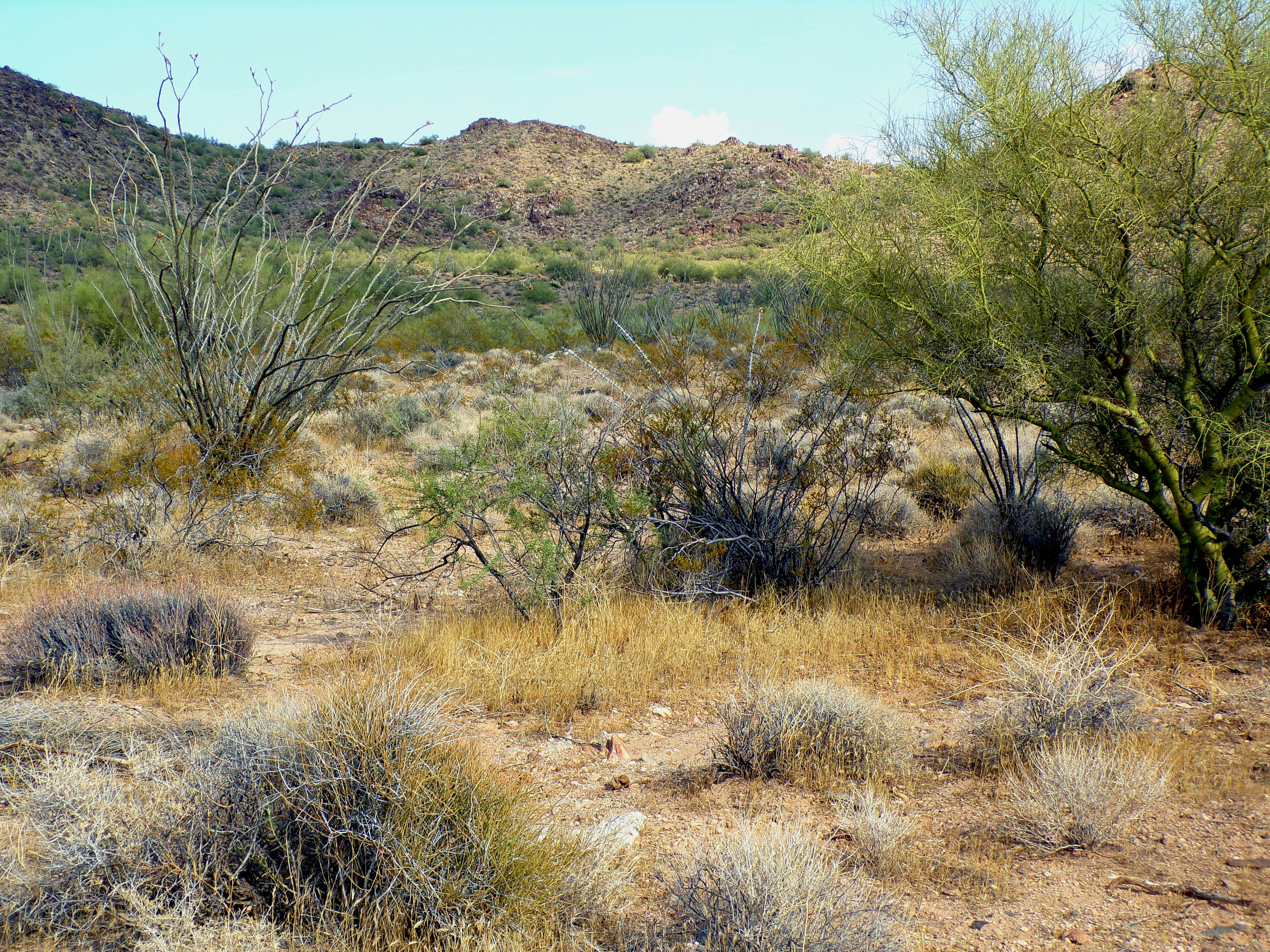 100_1343_DESERT.JPG