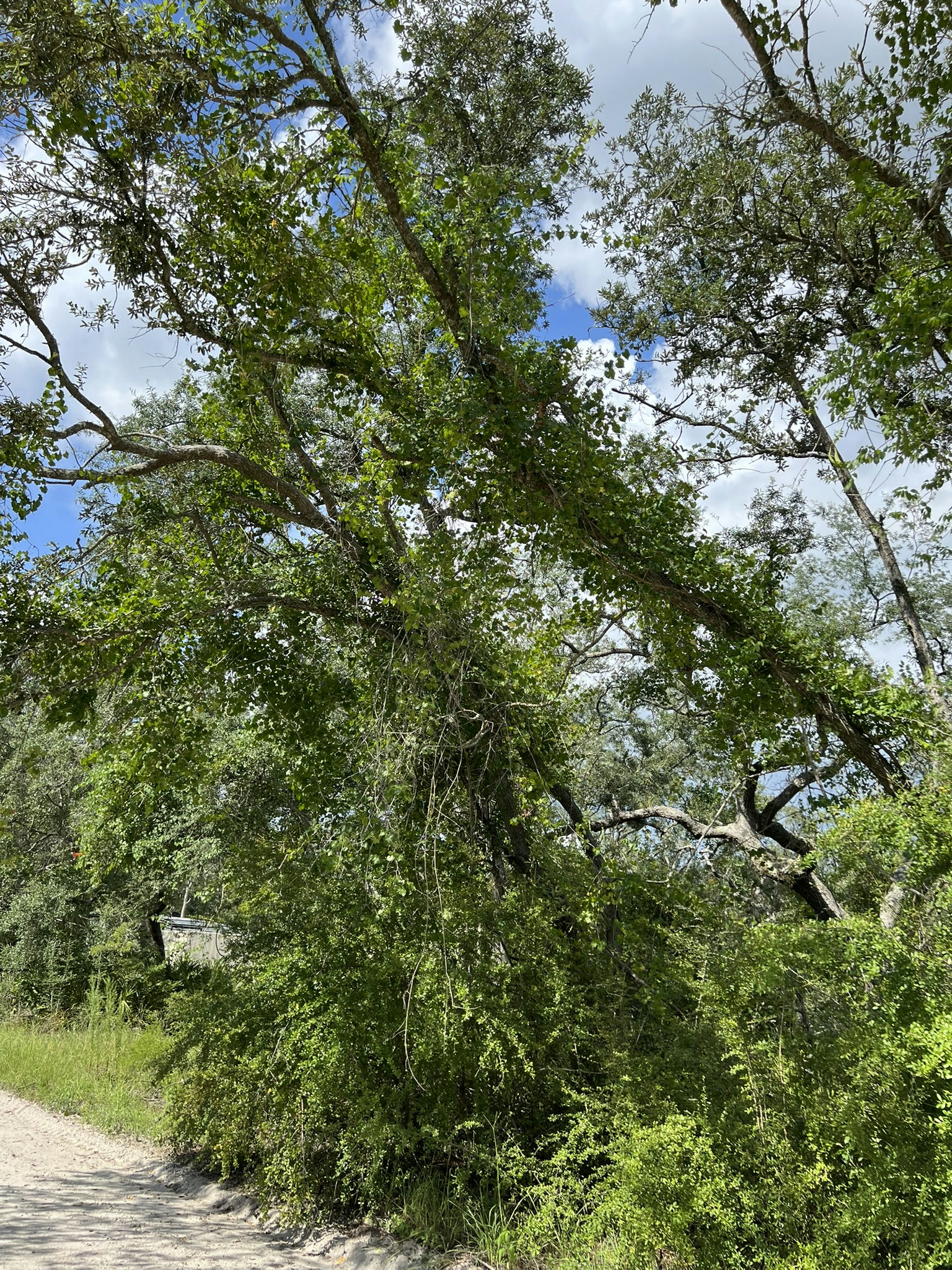 IMG_5796.JPEG